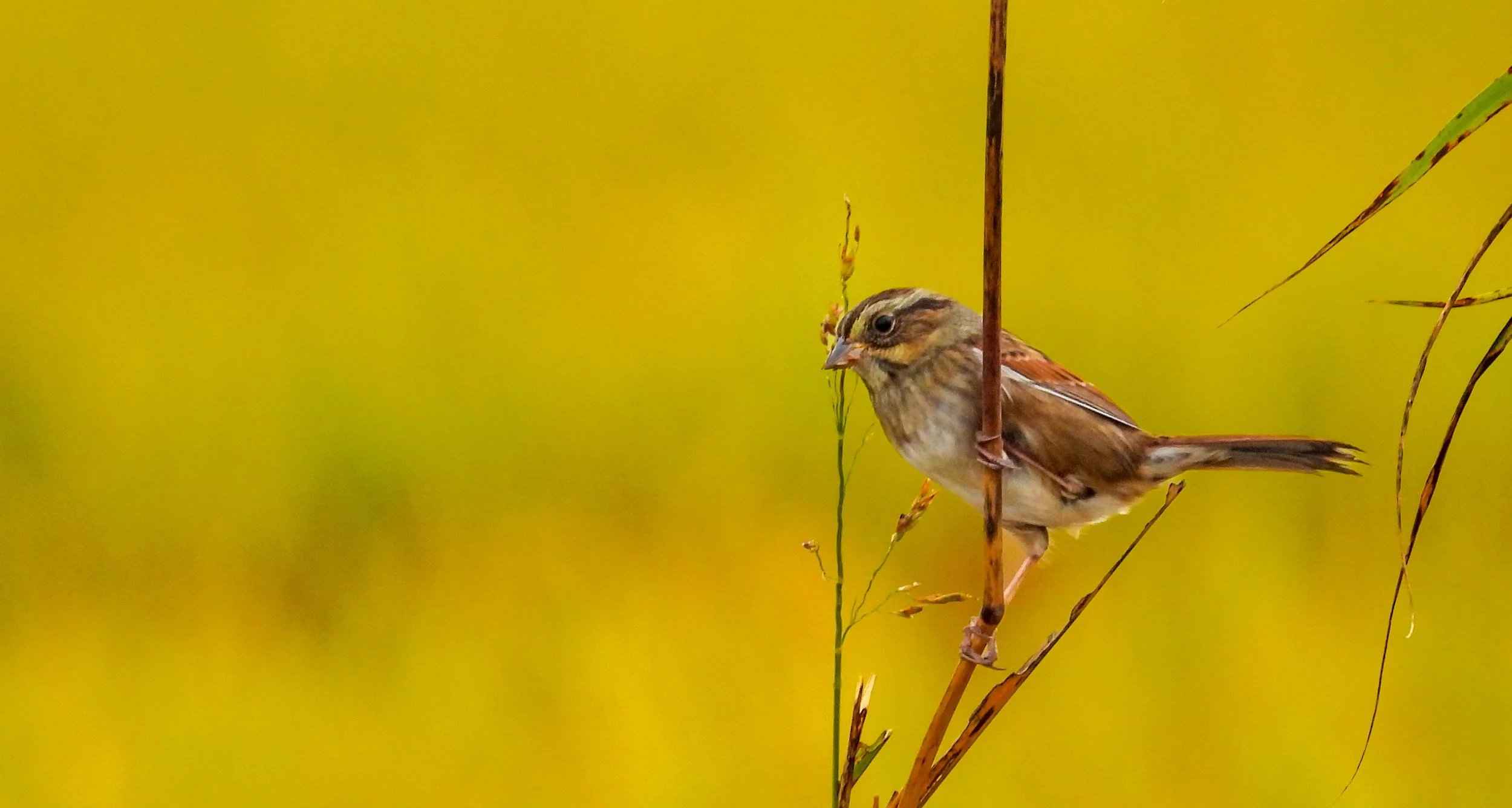 Photographer: Dot Rambin