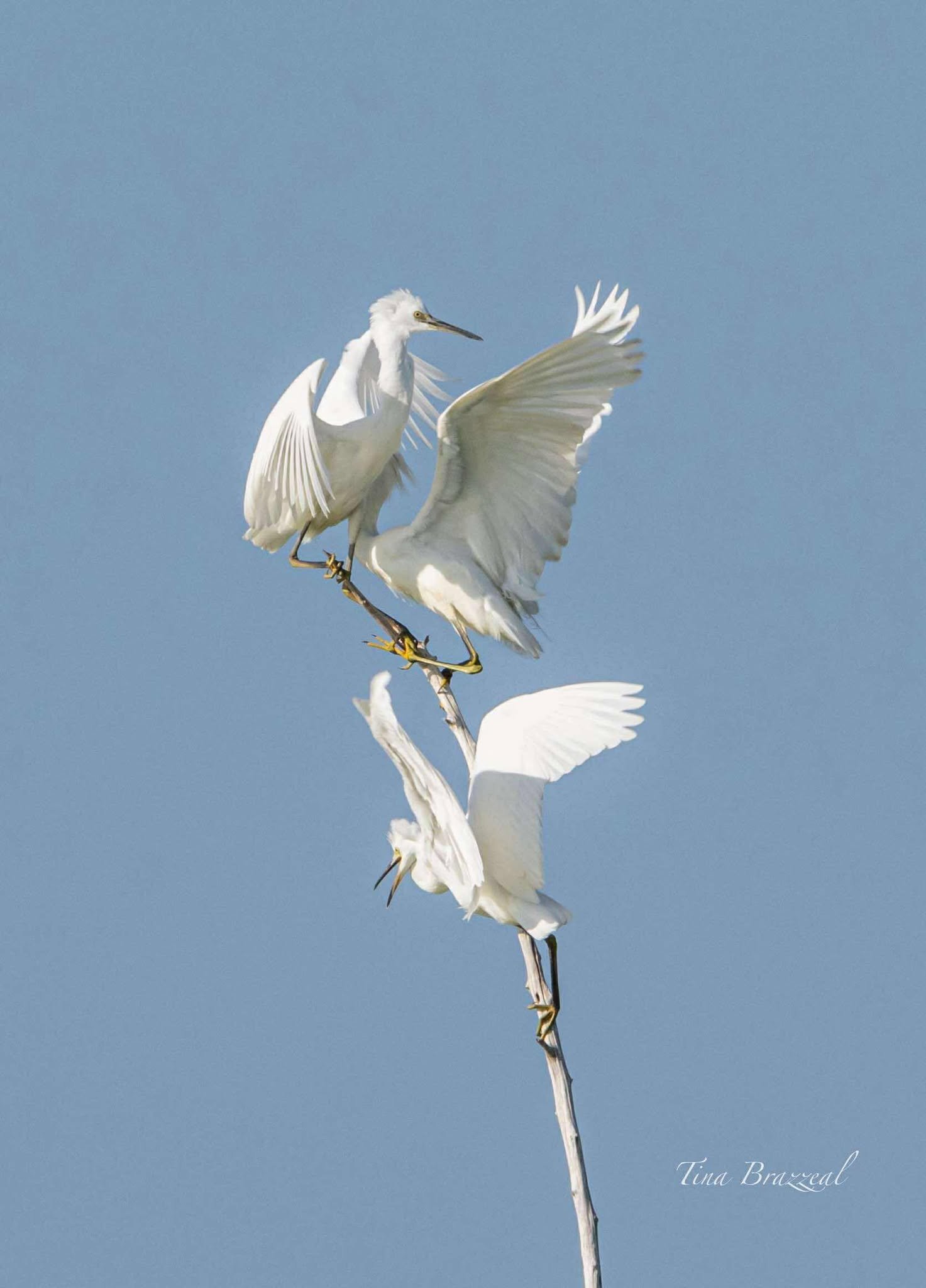 Photographer: Tina Brazzeal