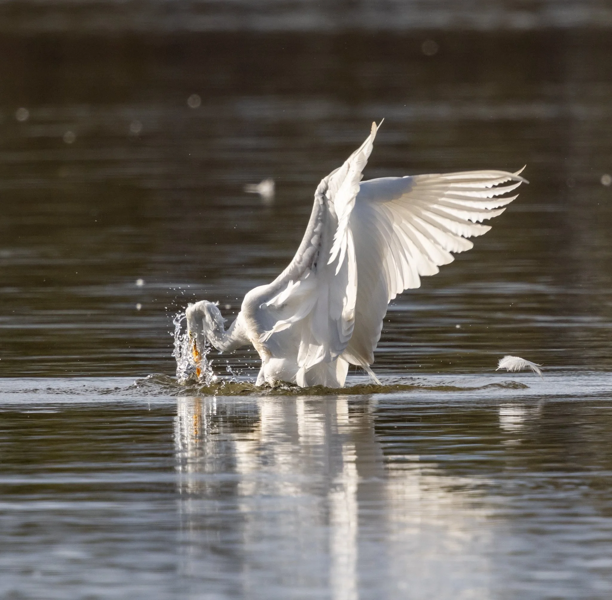 Photographer: Tina Brazzeal