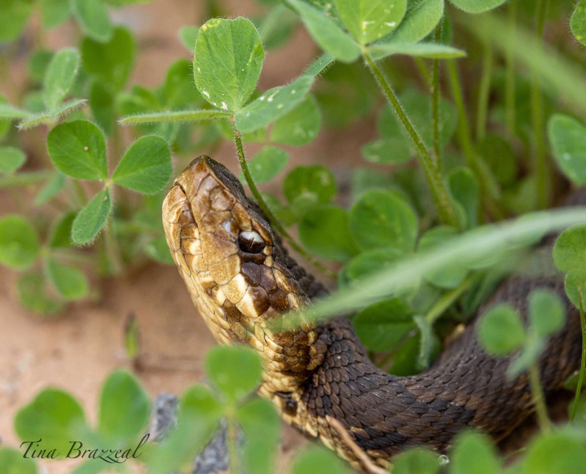 Photographer: Tina Brazzeal