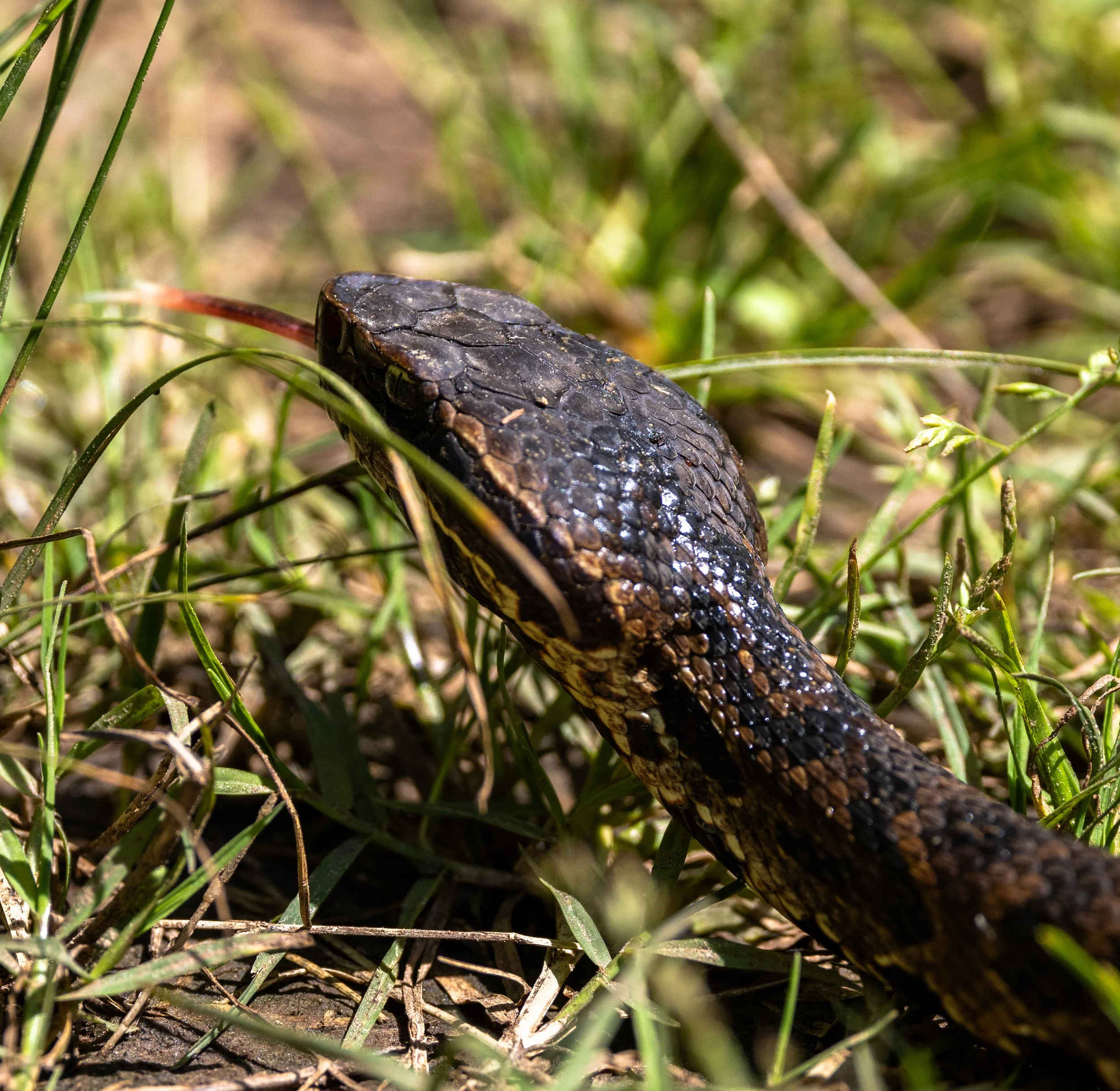 Photographer: Tina Brazzeal