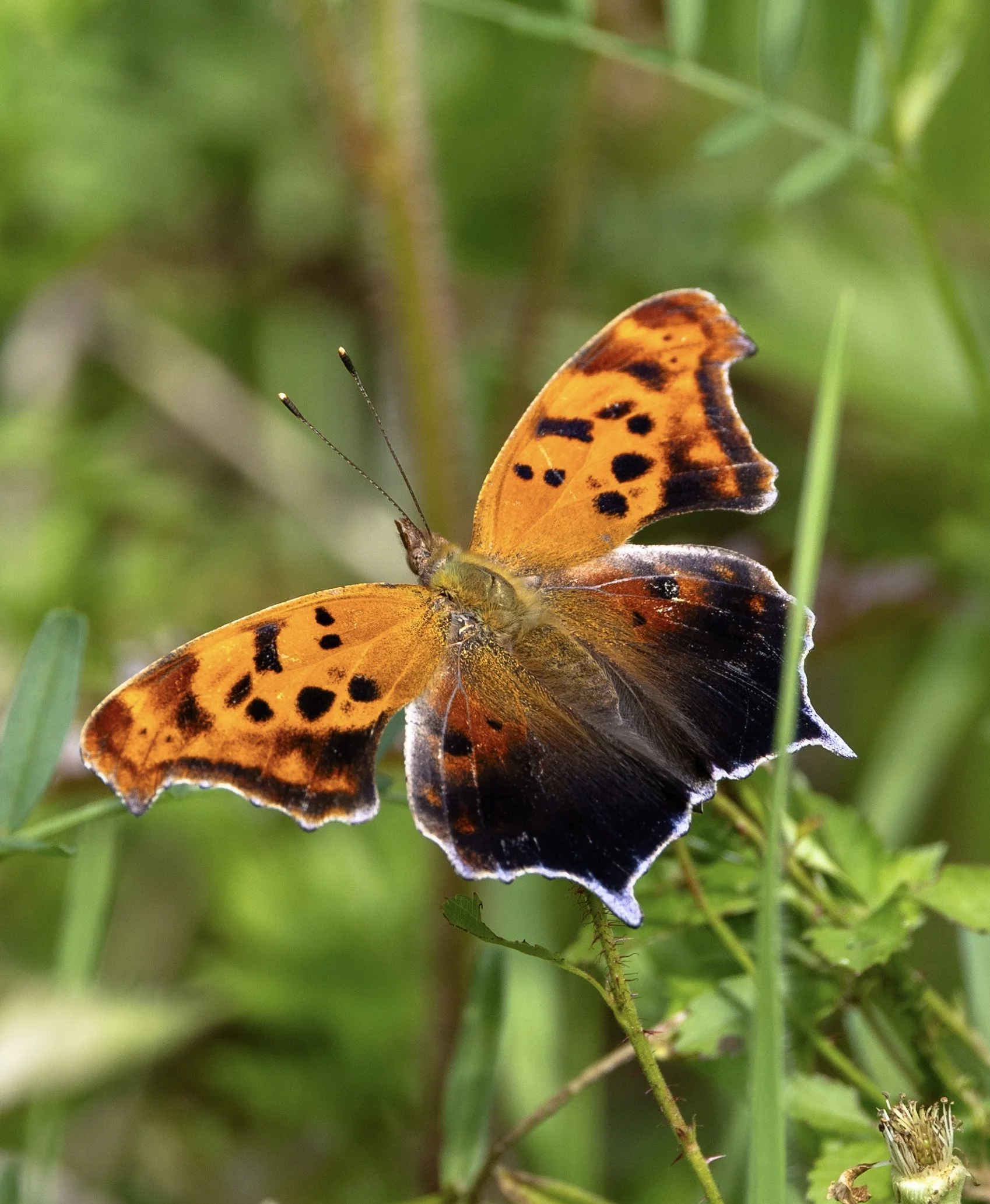 Photographer: Tina Brazzeal