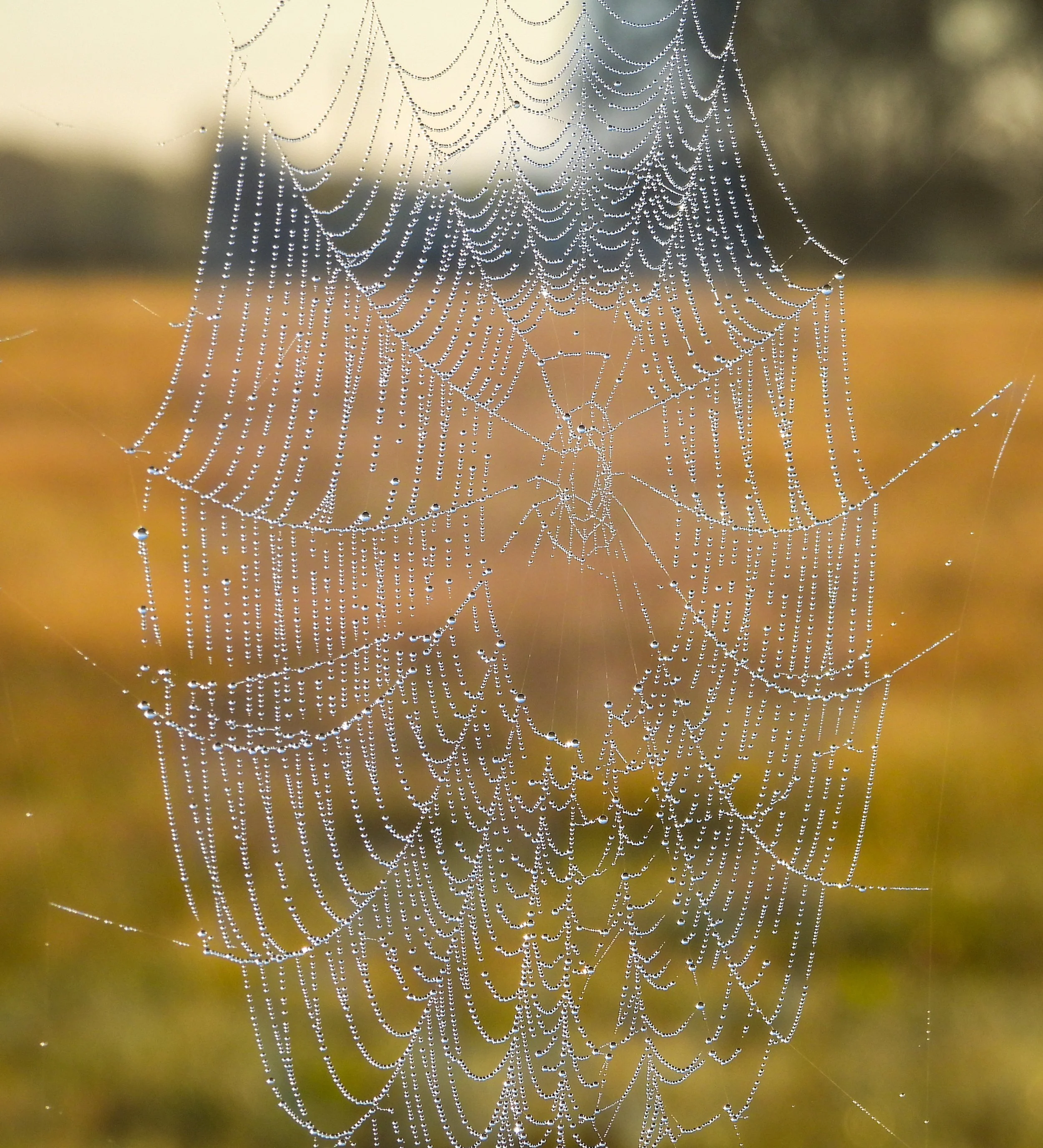 Photographer: Dot Rambin