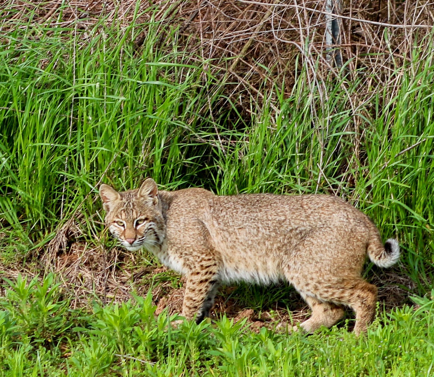 Photographer: Tina Brazzeal