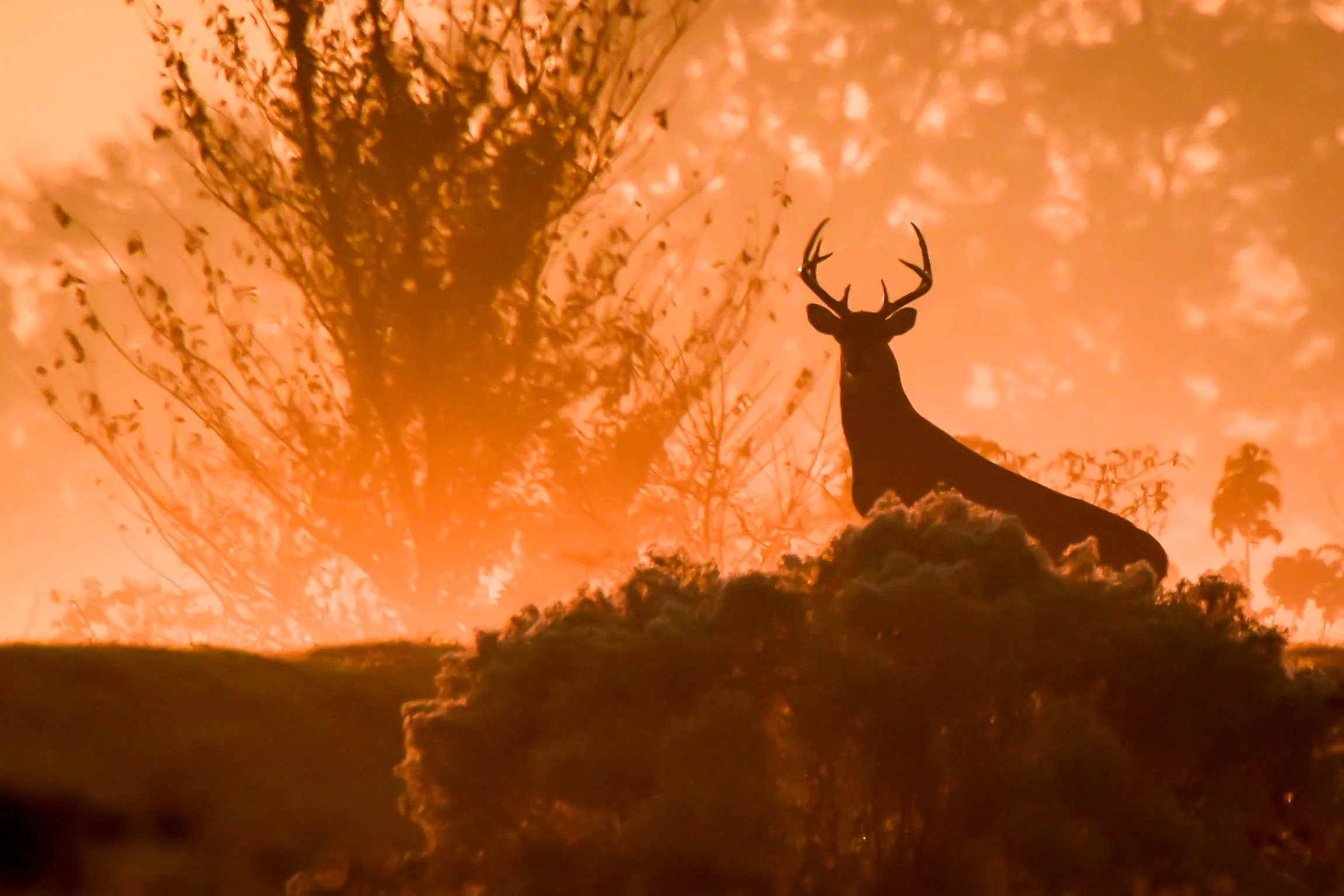 Photographer: Dot Rambin