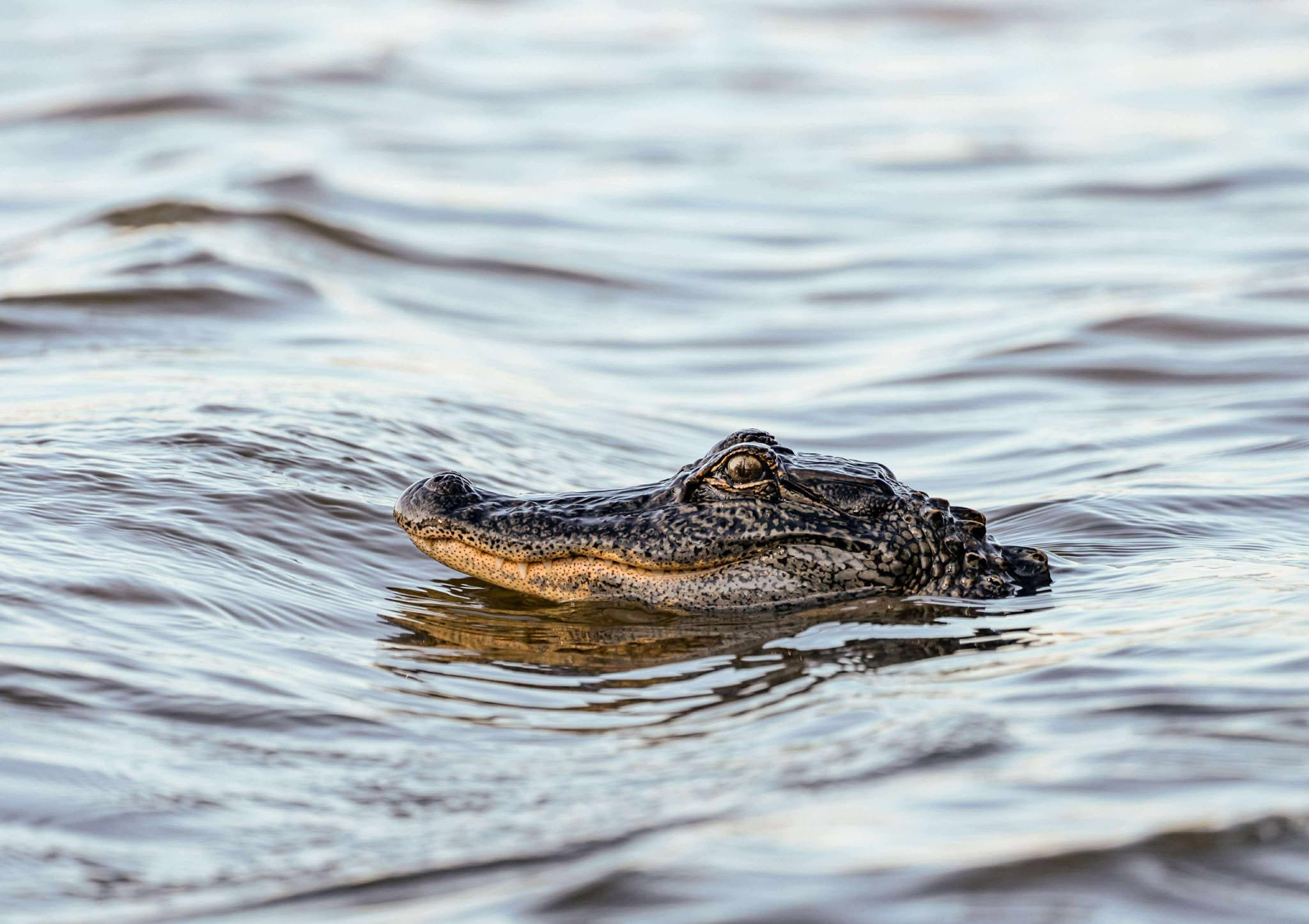 Photographer: Tina Brazzeal