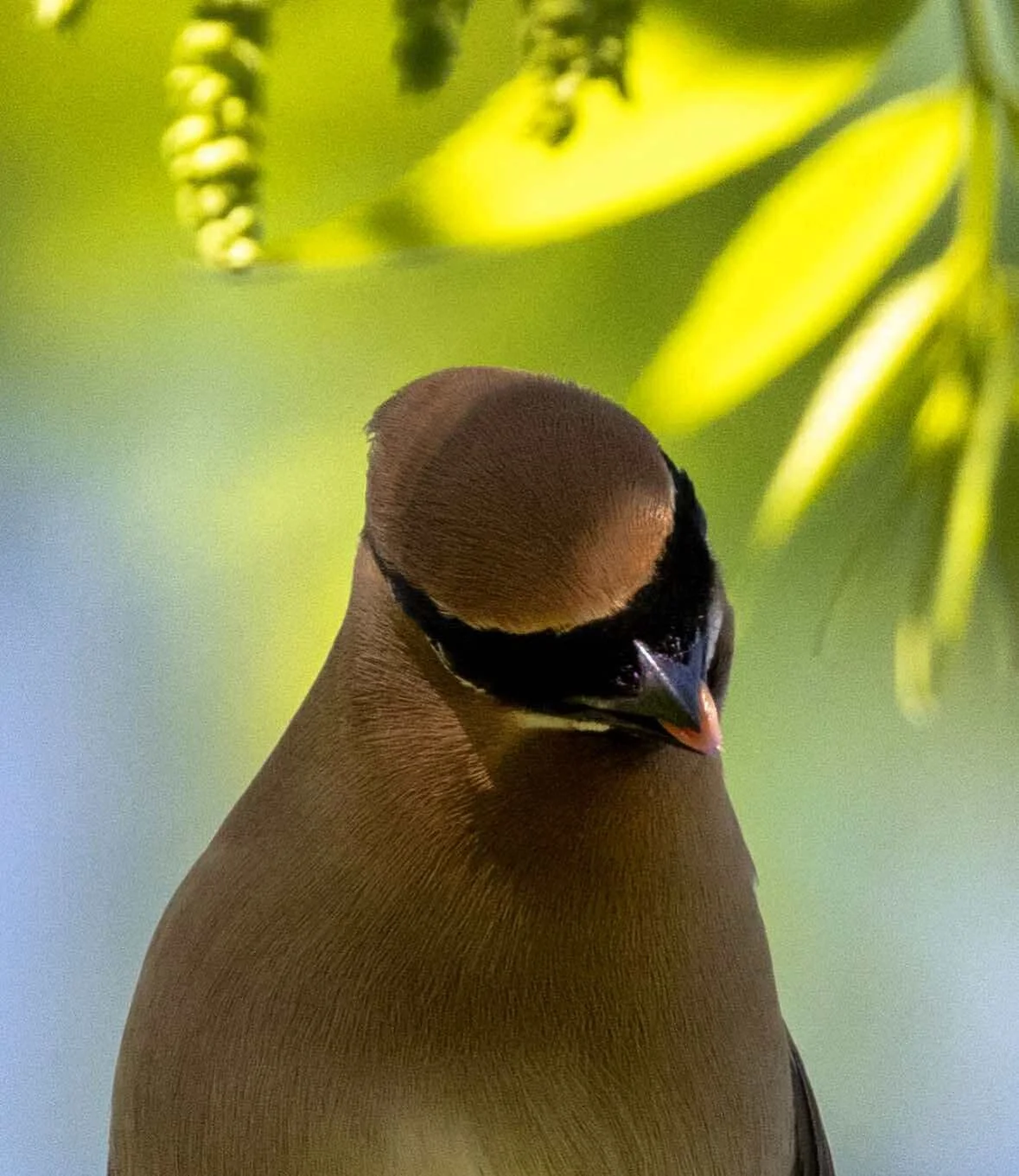 Photographer: Tina Brazzeal