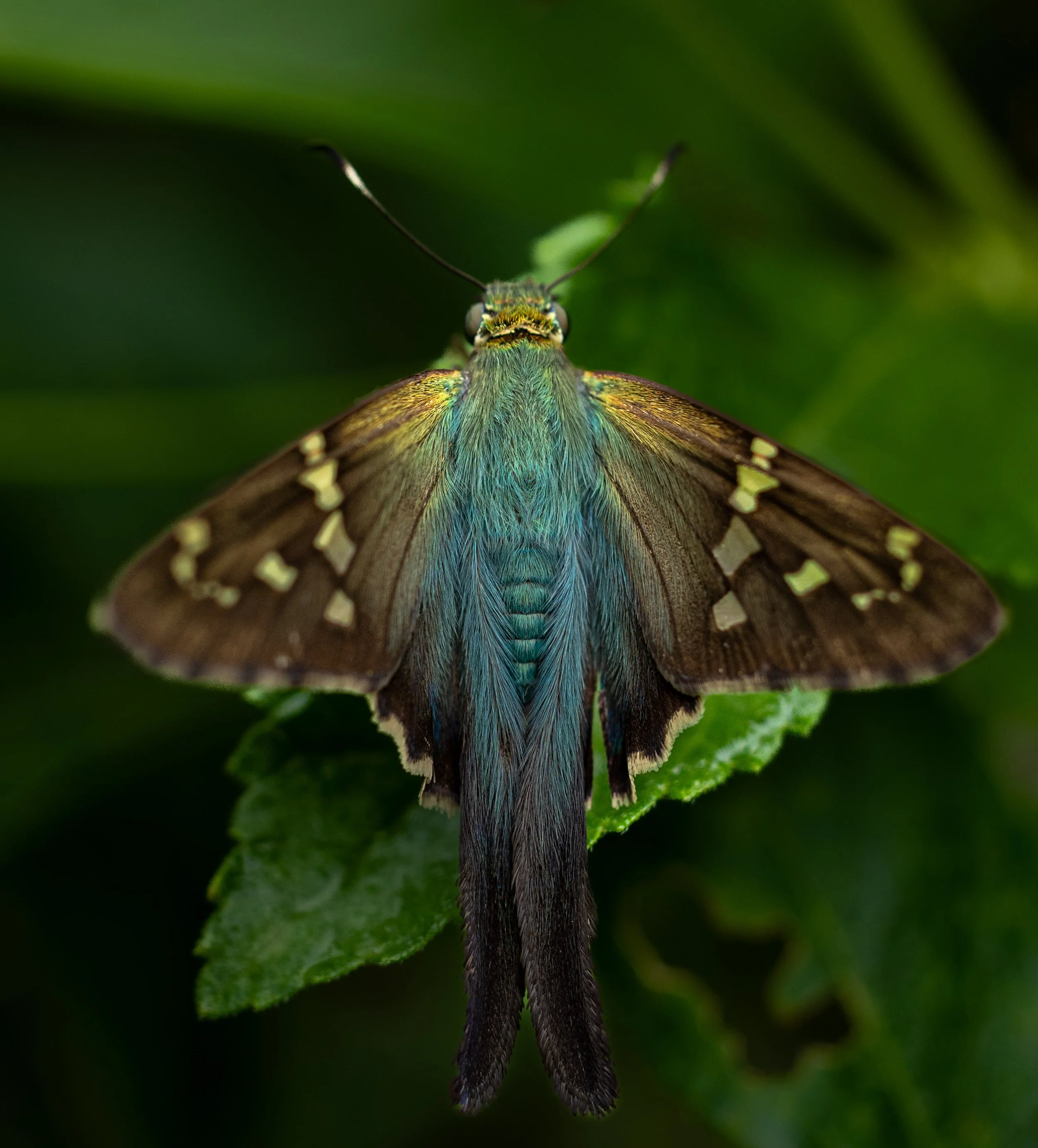 Photographer: Tina Brazzeal