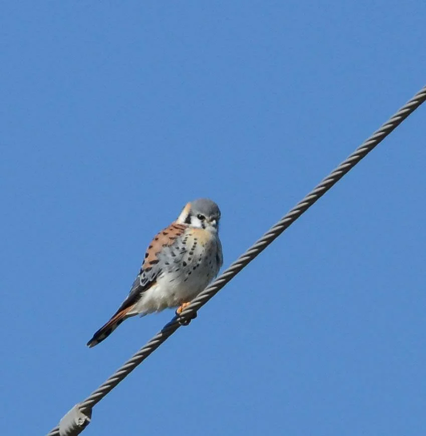 Photographer: Dot Rambin