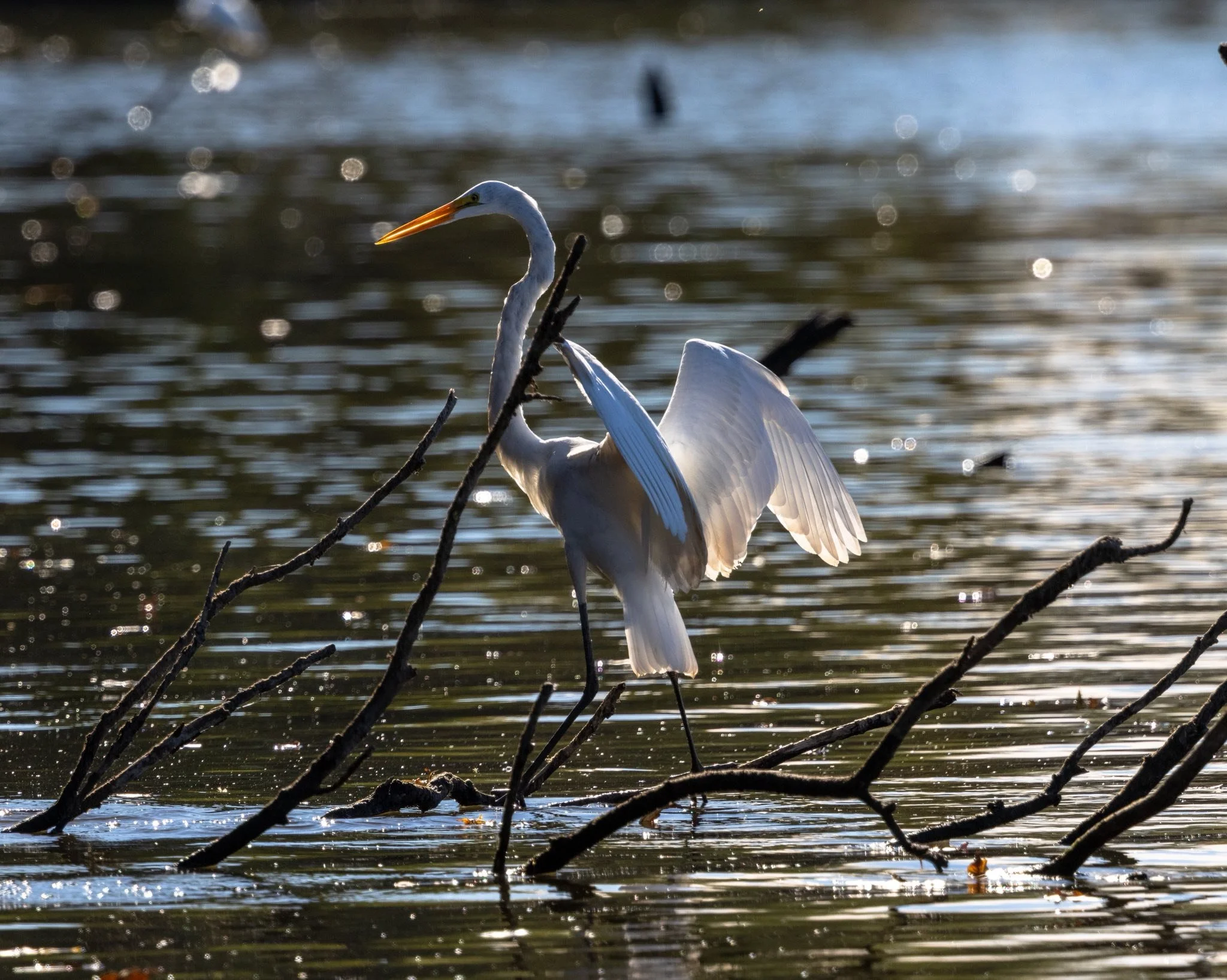 Photographer: Tina Brazzeal