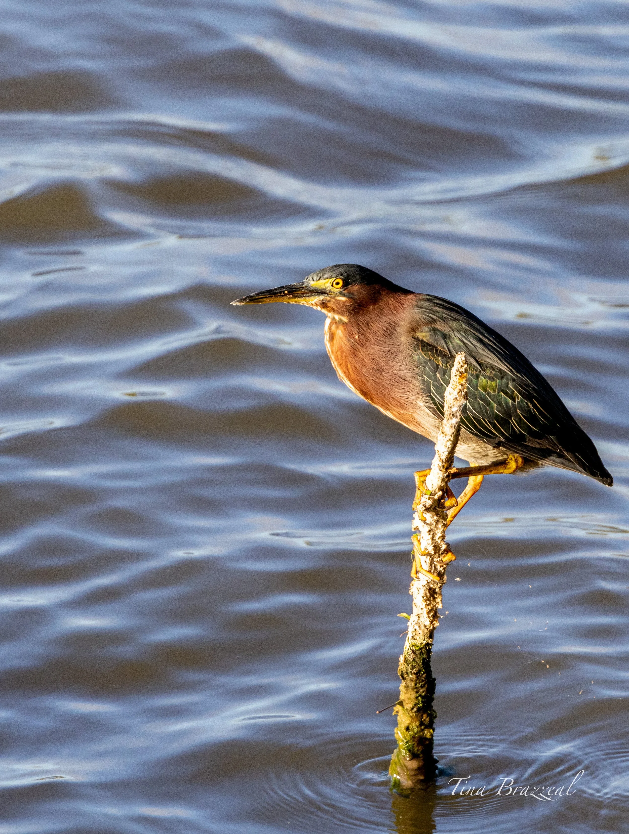 Photographer: Tina Brazzeal