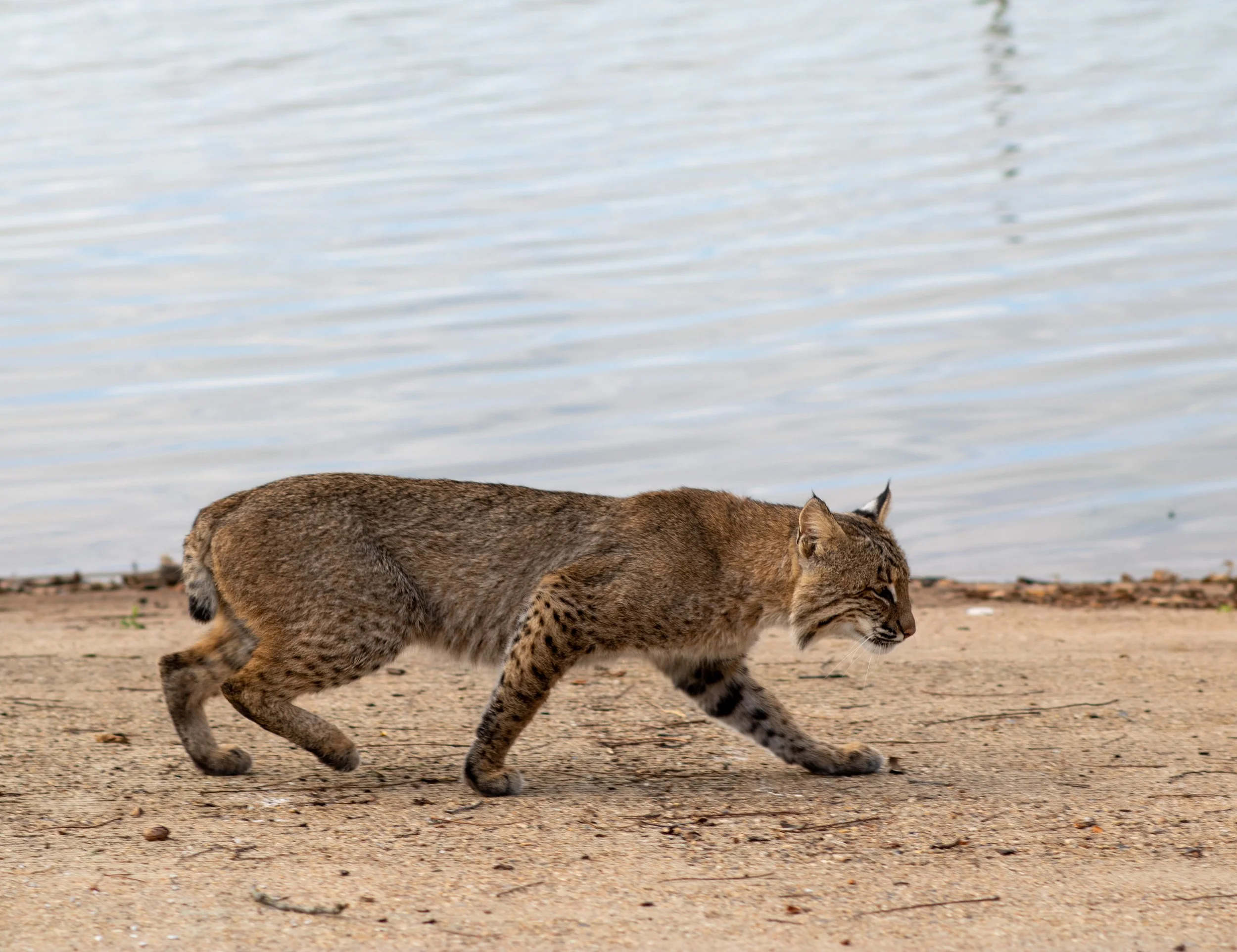 Photographer: Tina Brazzeal