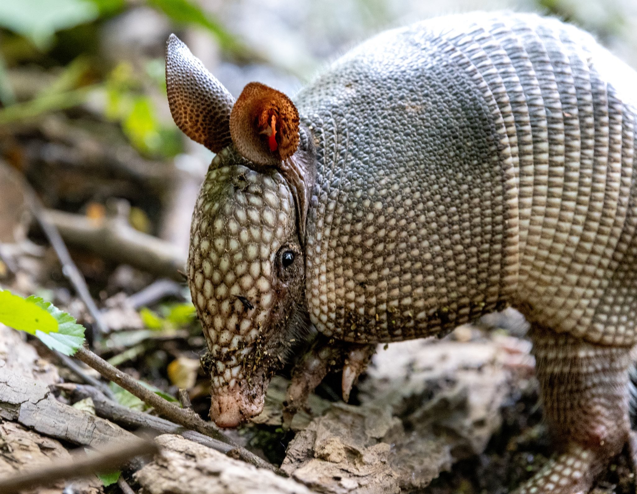 Photographer: Tina Brazzeal