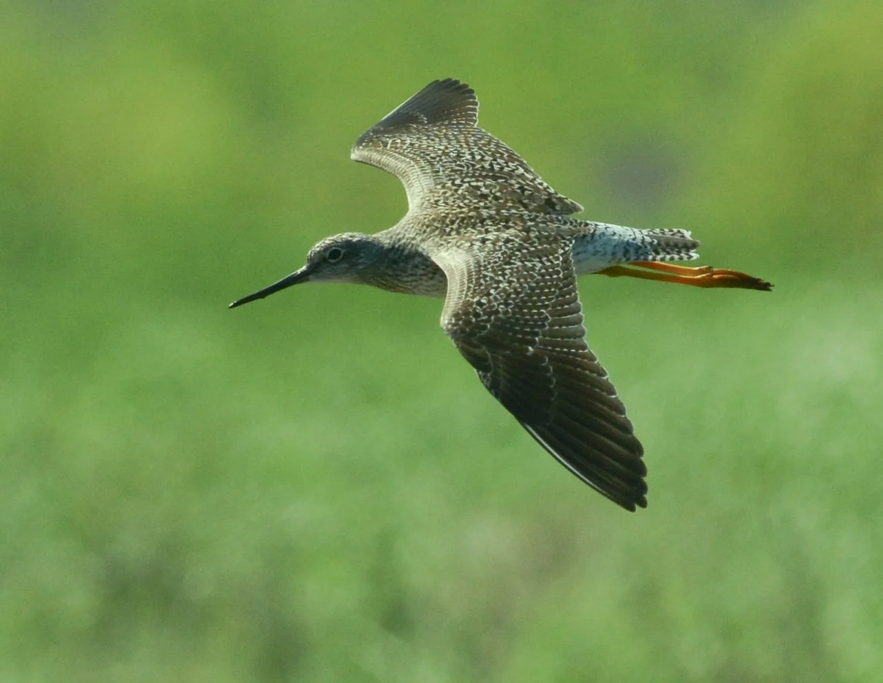 Photographer: Dot Rambin