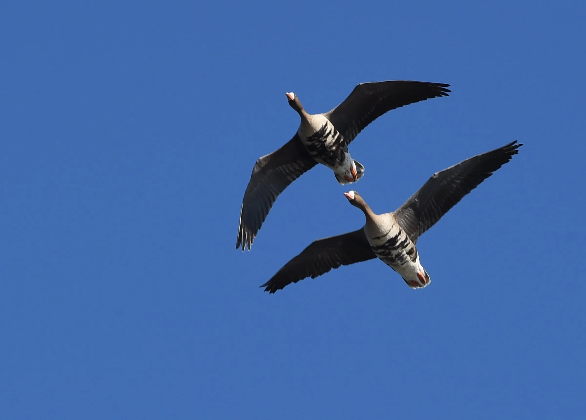 Photographer: Dot Rambin