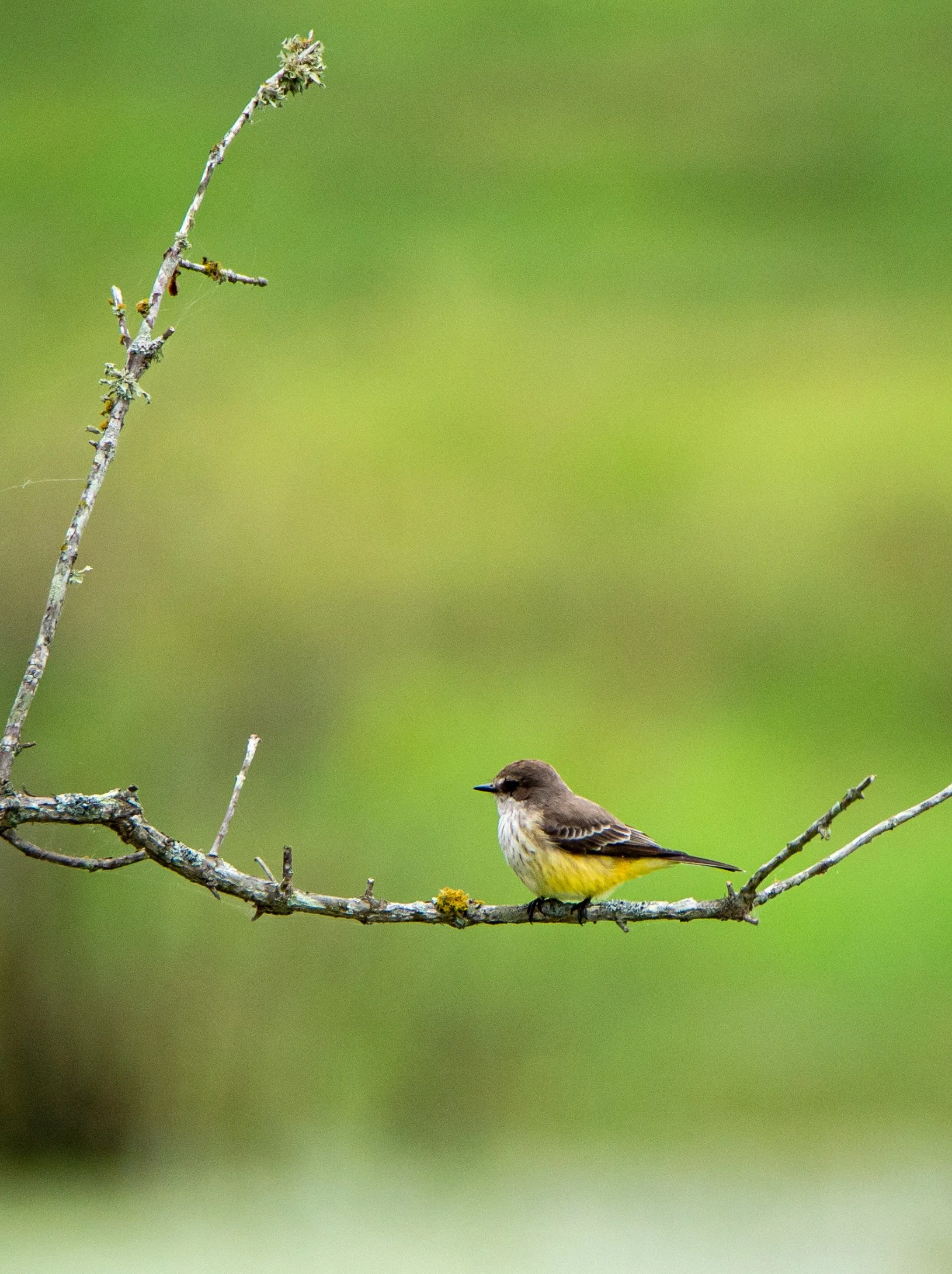 Photographer: Dot Rambin