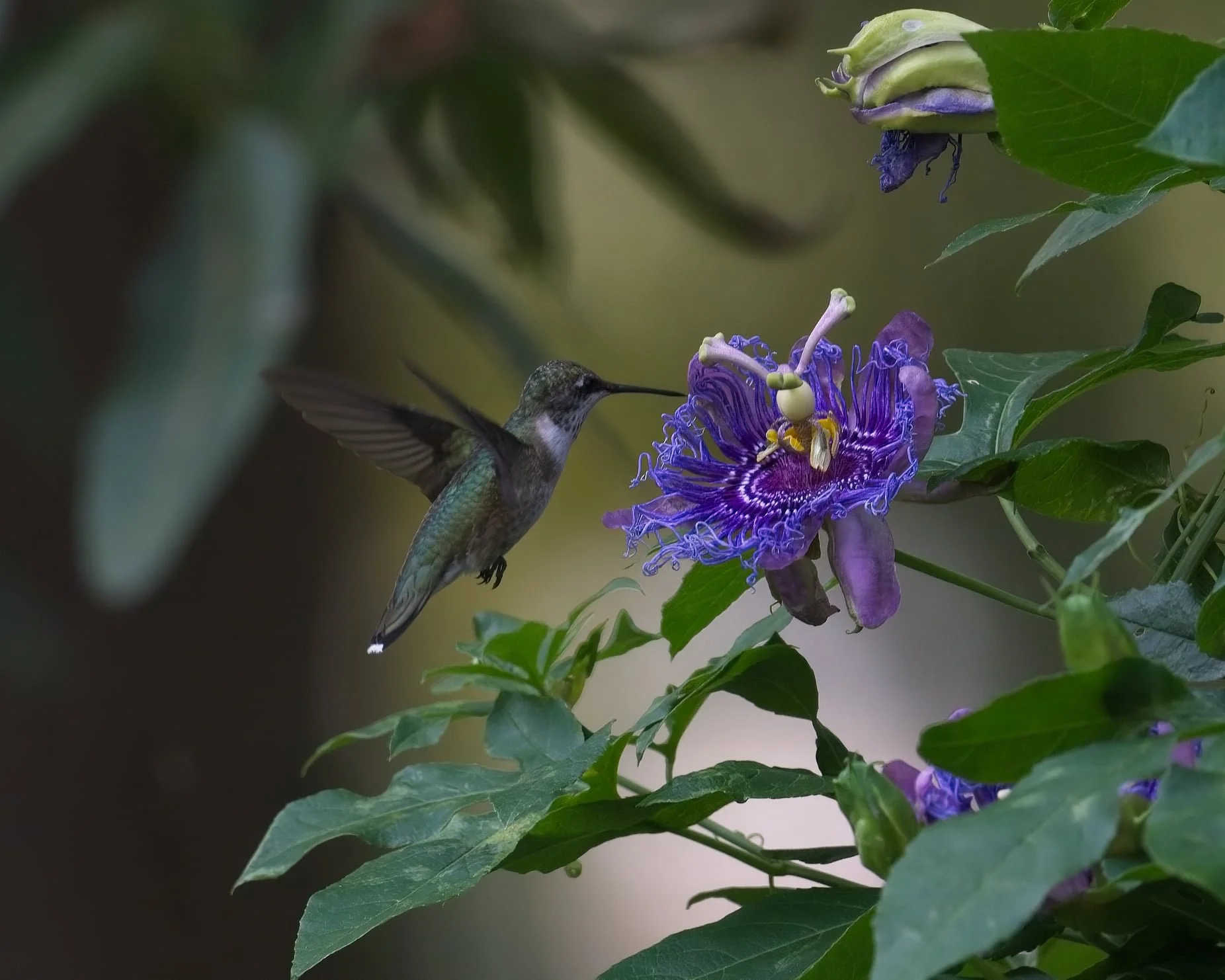 HummingBird01.jpg
