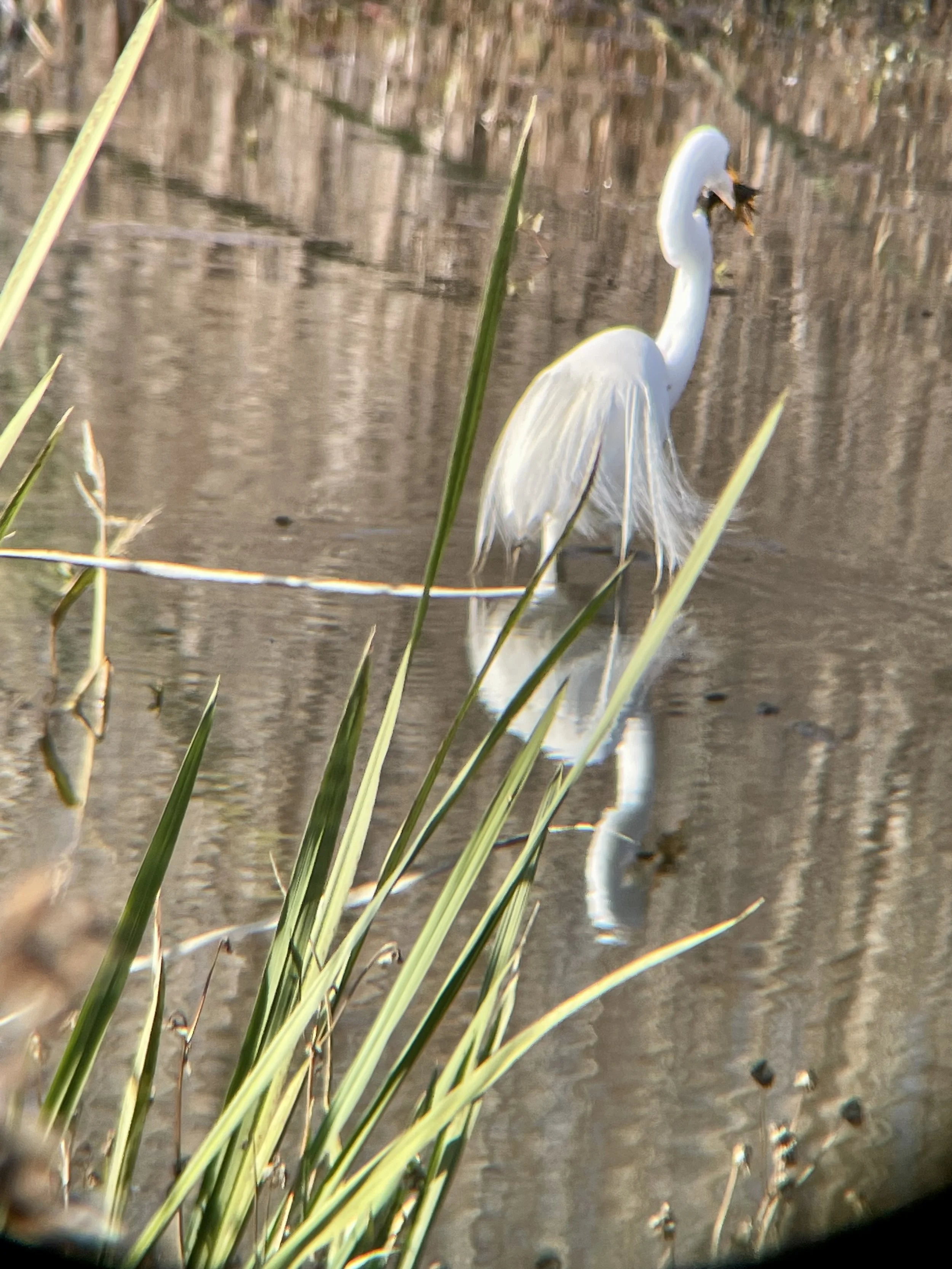 Crystalyn Nelson - 01