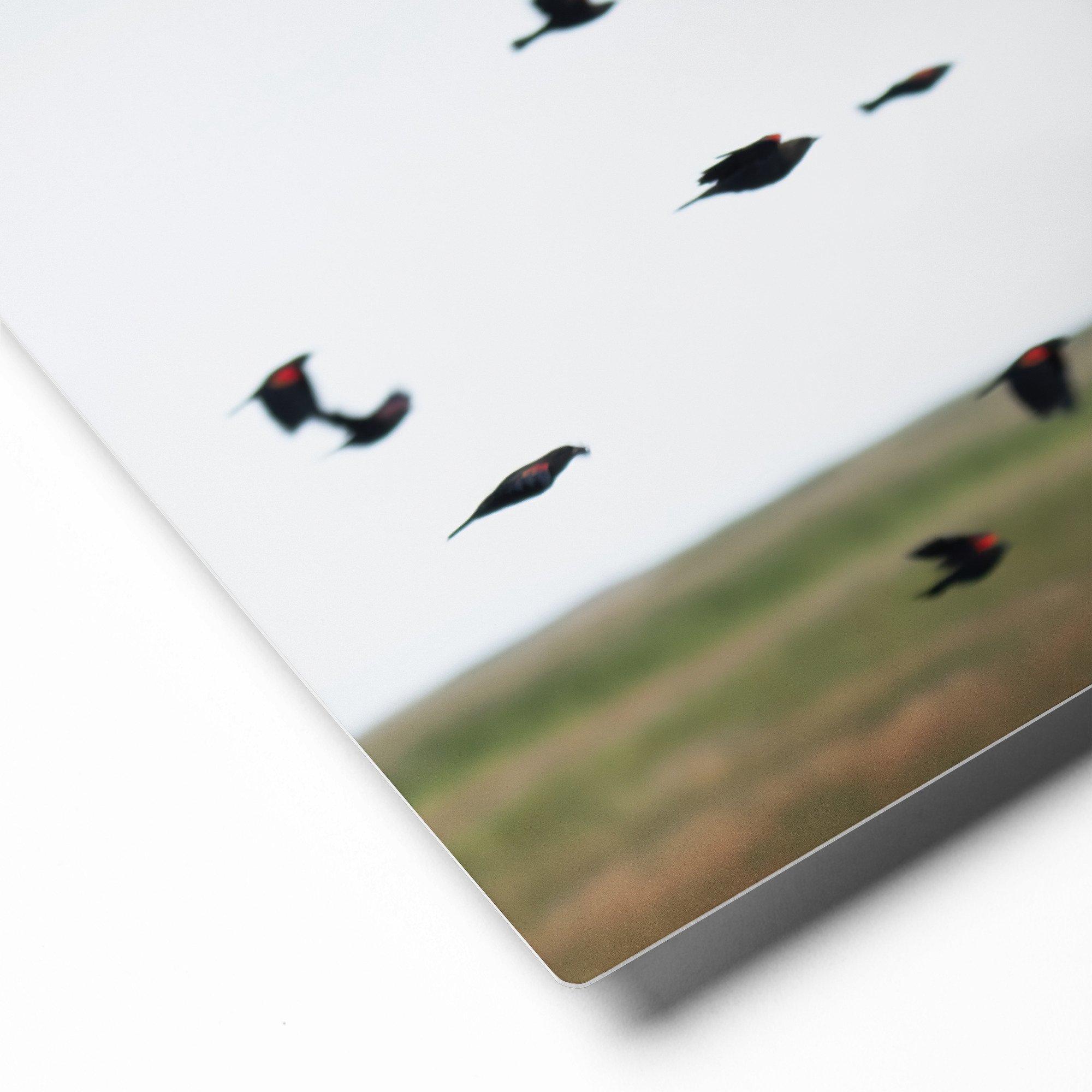 glossy-metal-print-(in)-white-8x10-product-details-6595efb67b57f.jpg