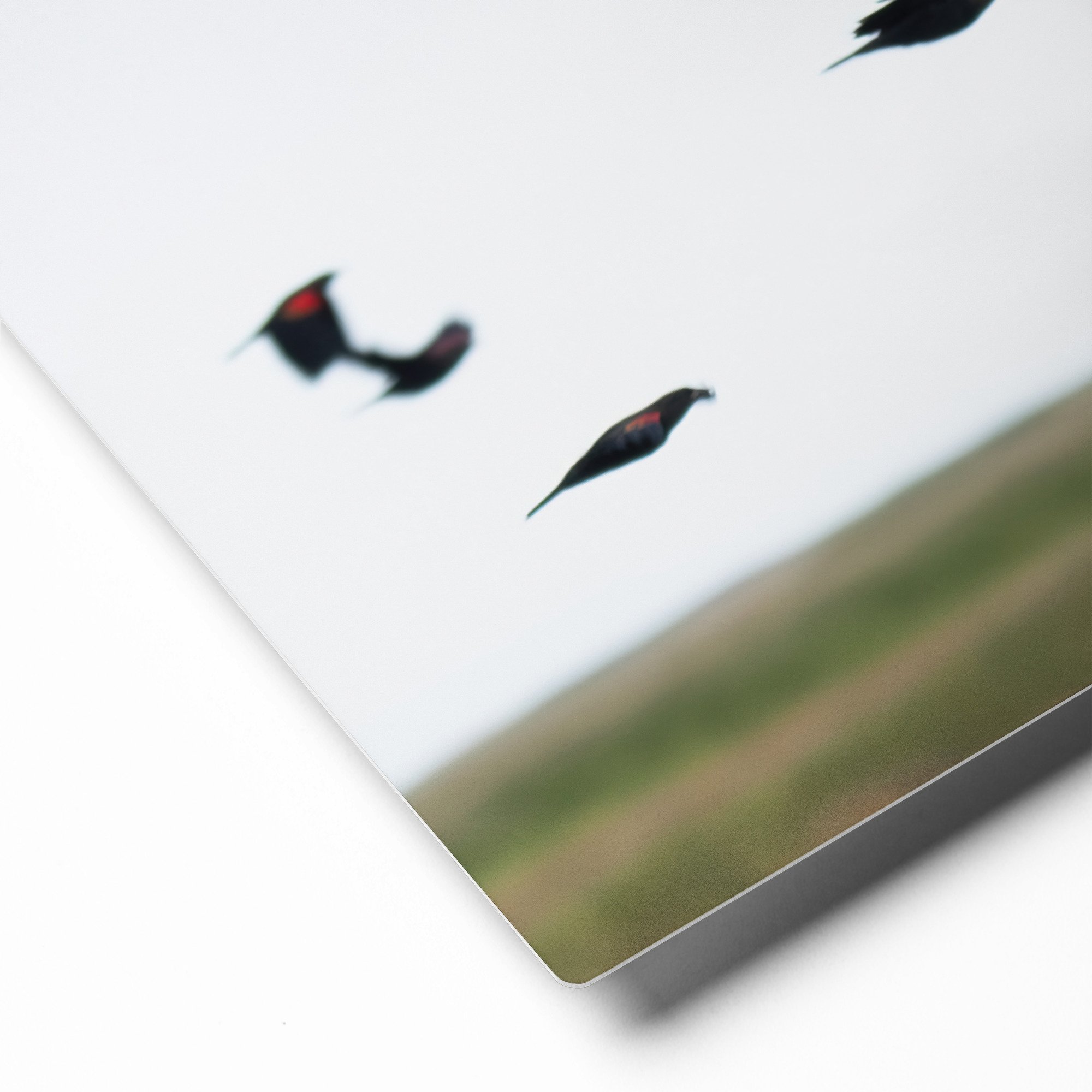 glossy-metal-print-(in)-white-16x20-product-details-65a2ce8bf26f6.jpg