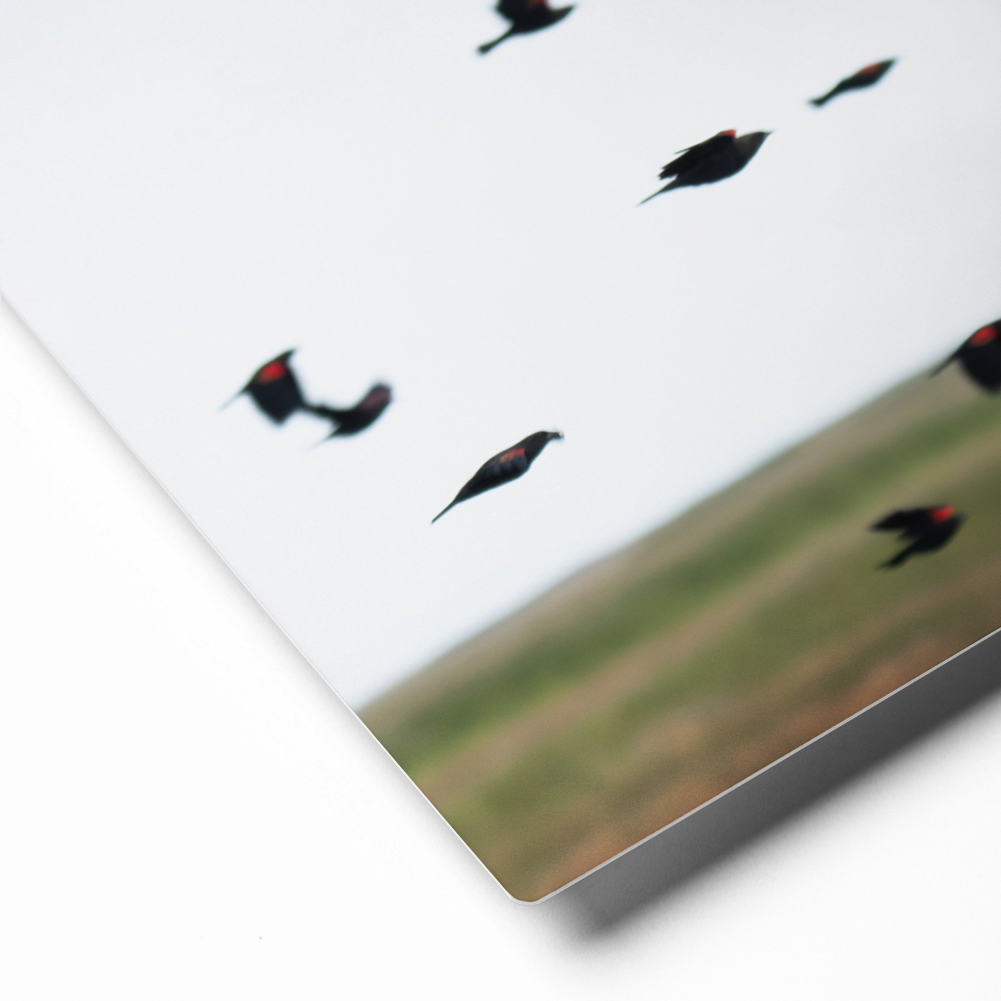 glossy-metal-print-(in)-white-8x10-product-details-65a2ce8bf35e8.jpg