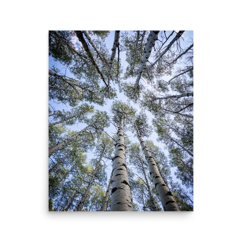 enhanced-matte-paper-poster-(in)-16x20-front-67a448281e50e.jpg