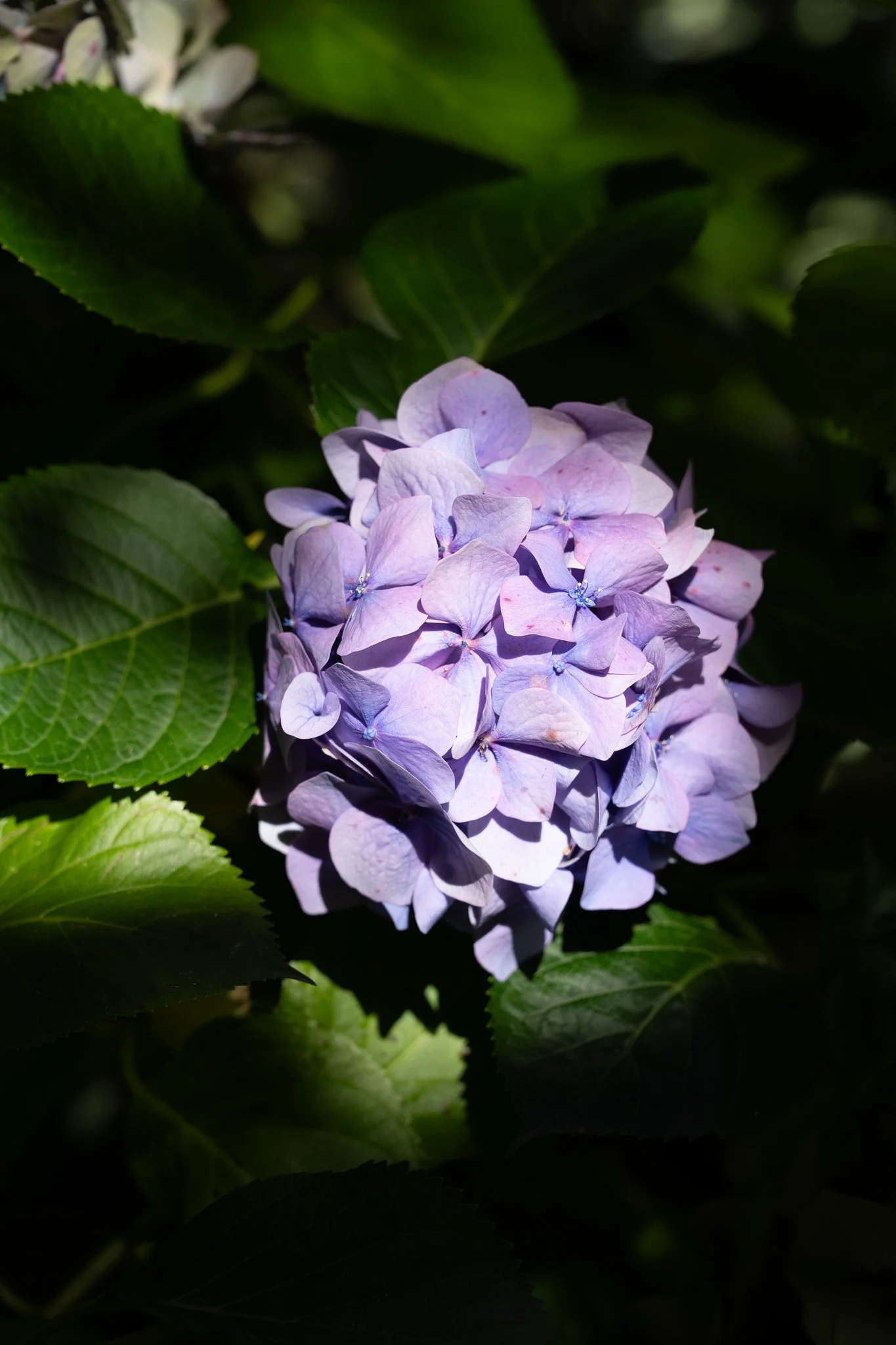 _AR51192.jpg