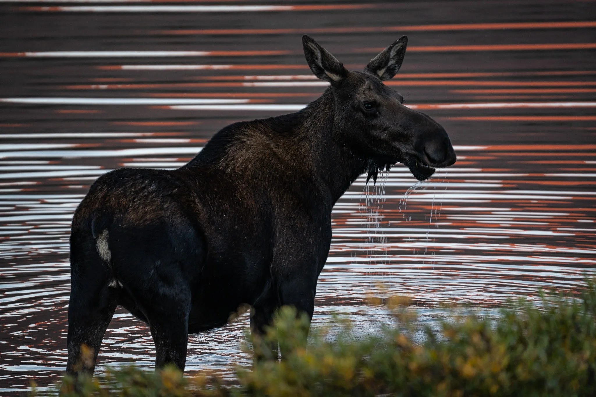 wildlife_red_castle3.jpg