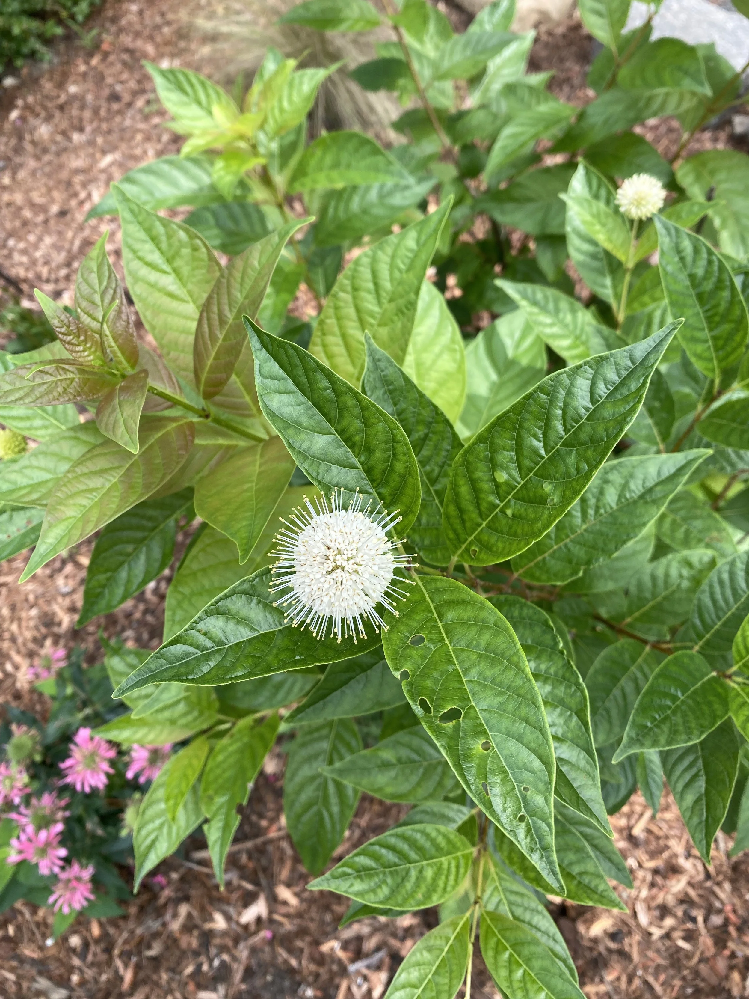 A white spherical flower with thin, elongated stamens on a green plant with vibrant leaves.
