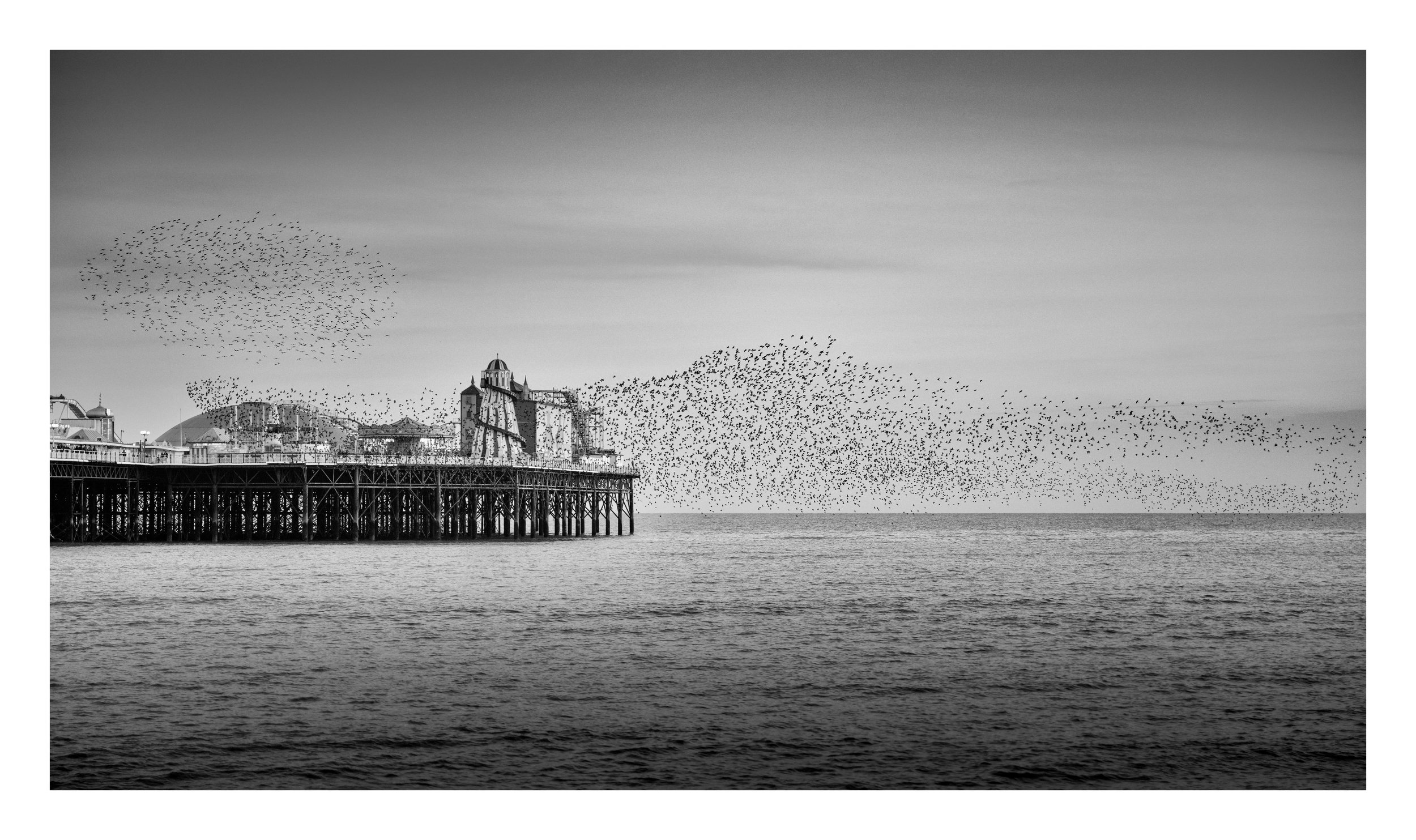 Murmeration 2 Z8 Silver.jpg