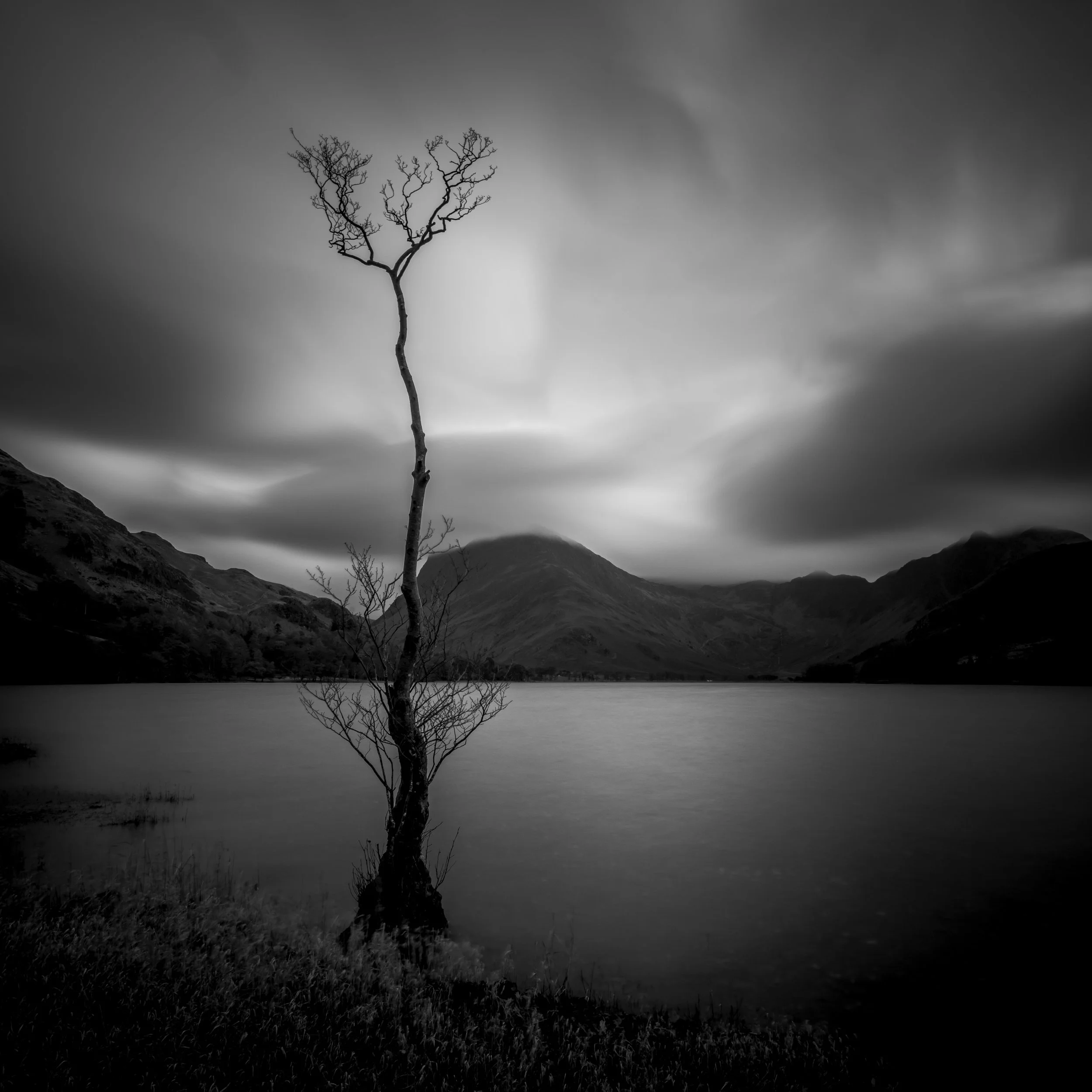 Lone tree 7 nov.jpg