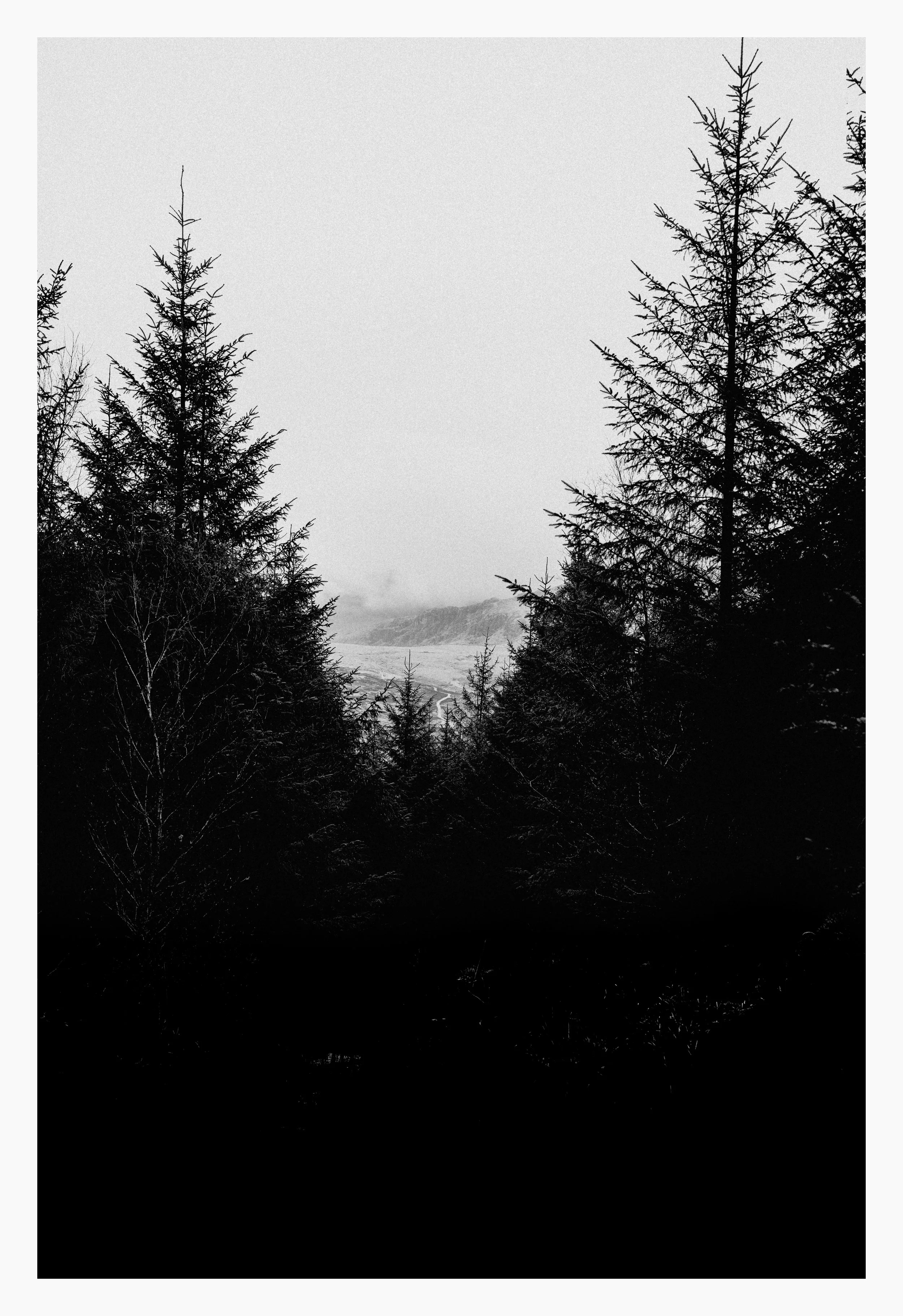 Through-the-Trees.jpg