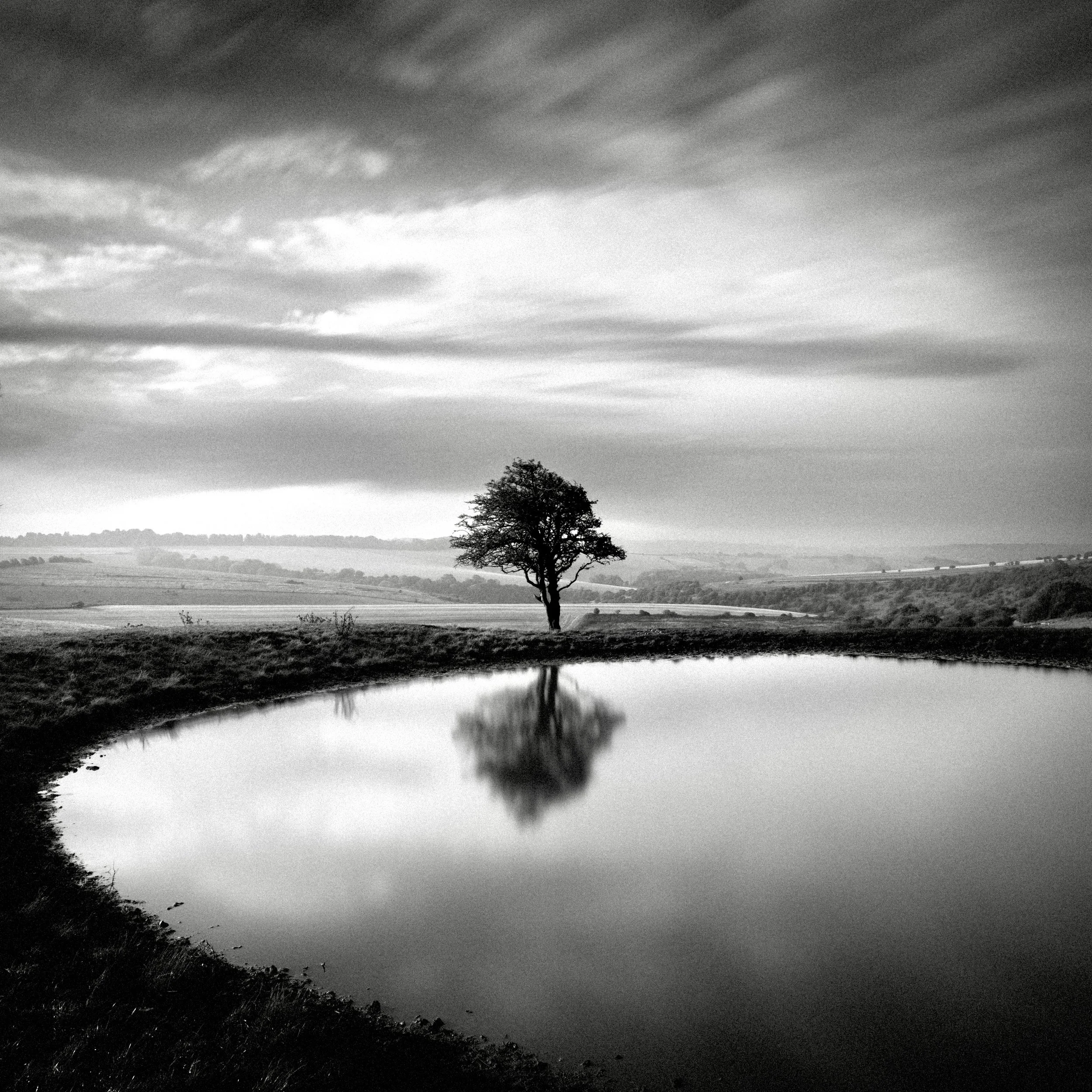 Lone Tree Ditchling.jpg