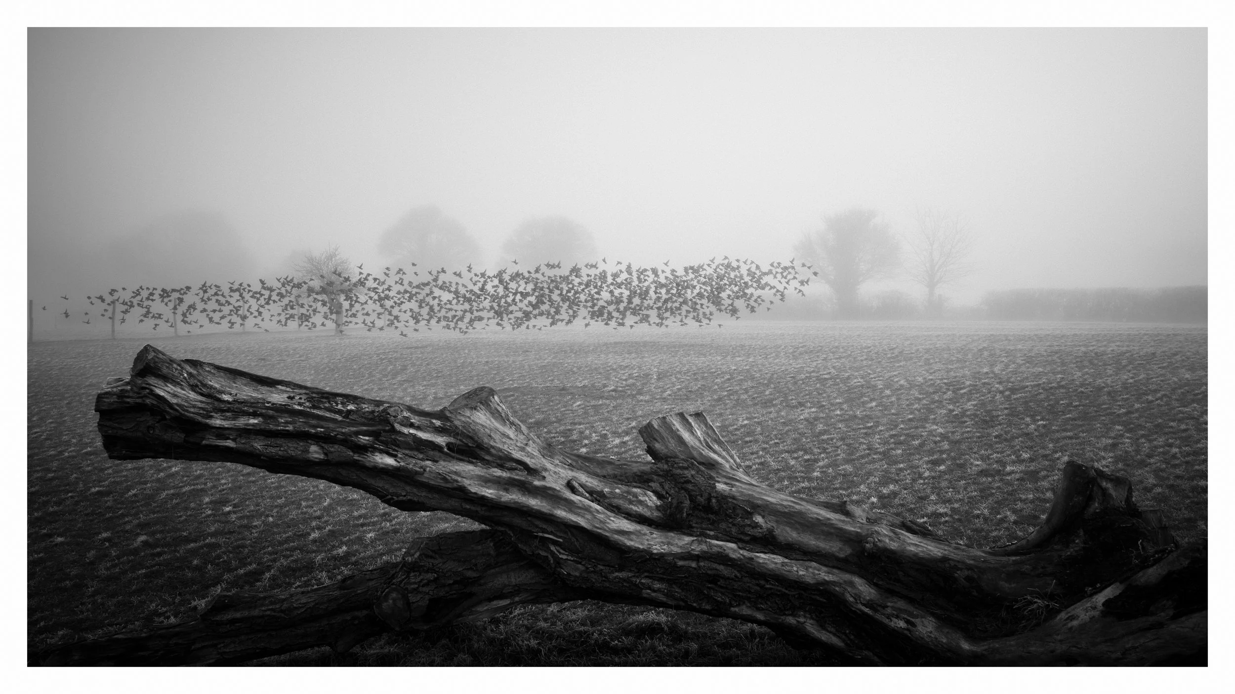 Murmeration Headcorn 2.jpg