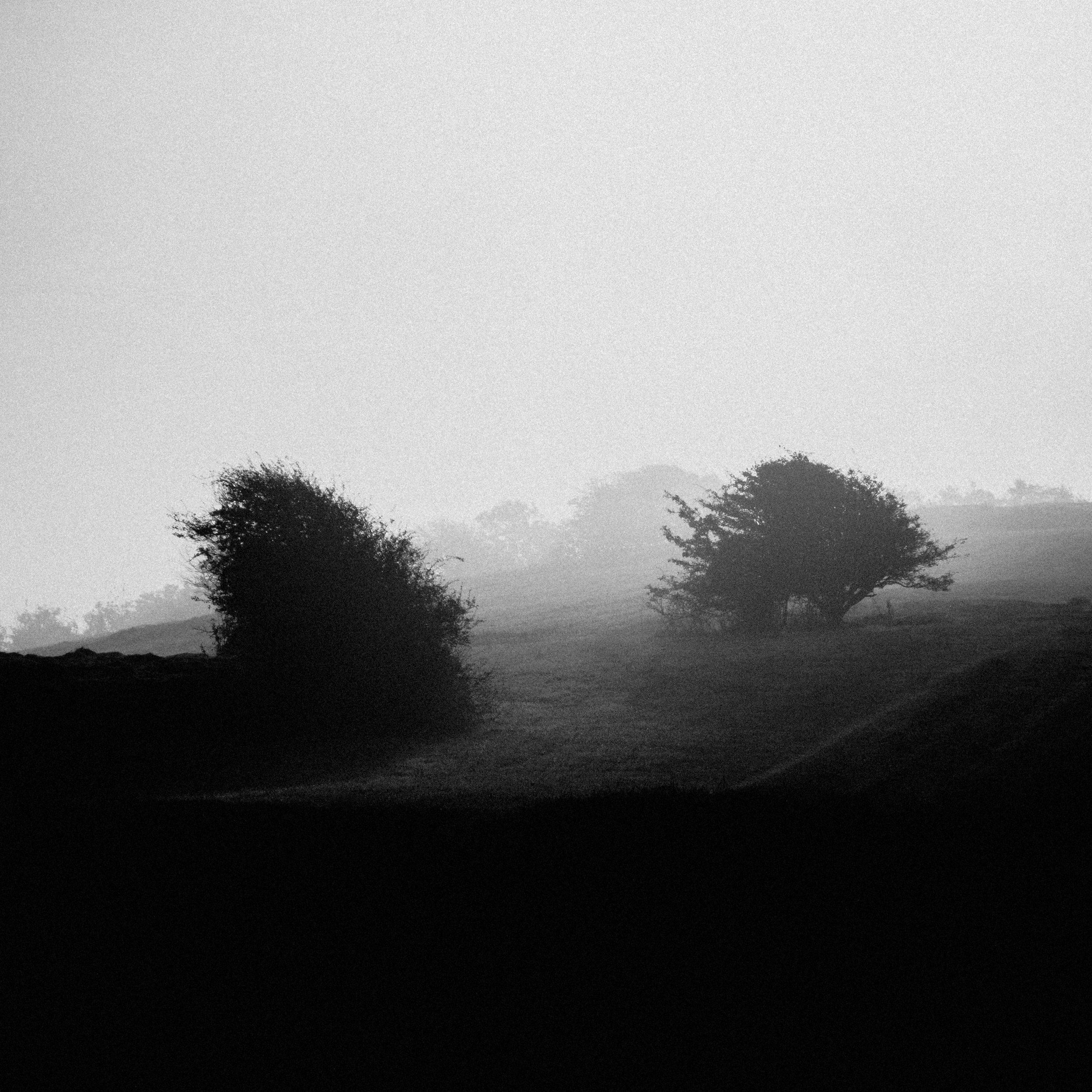 two trees ditchling RX100.jpg