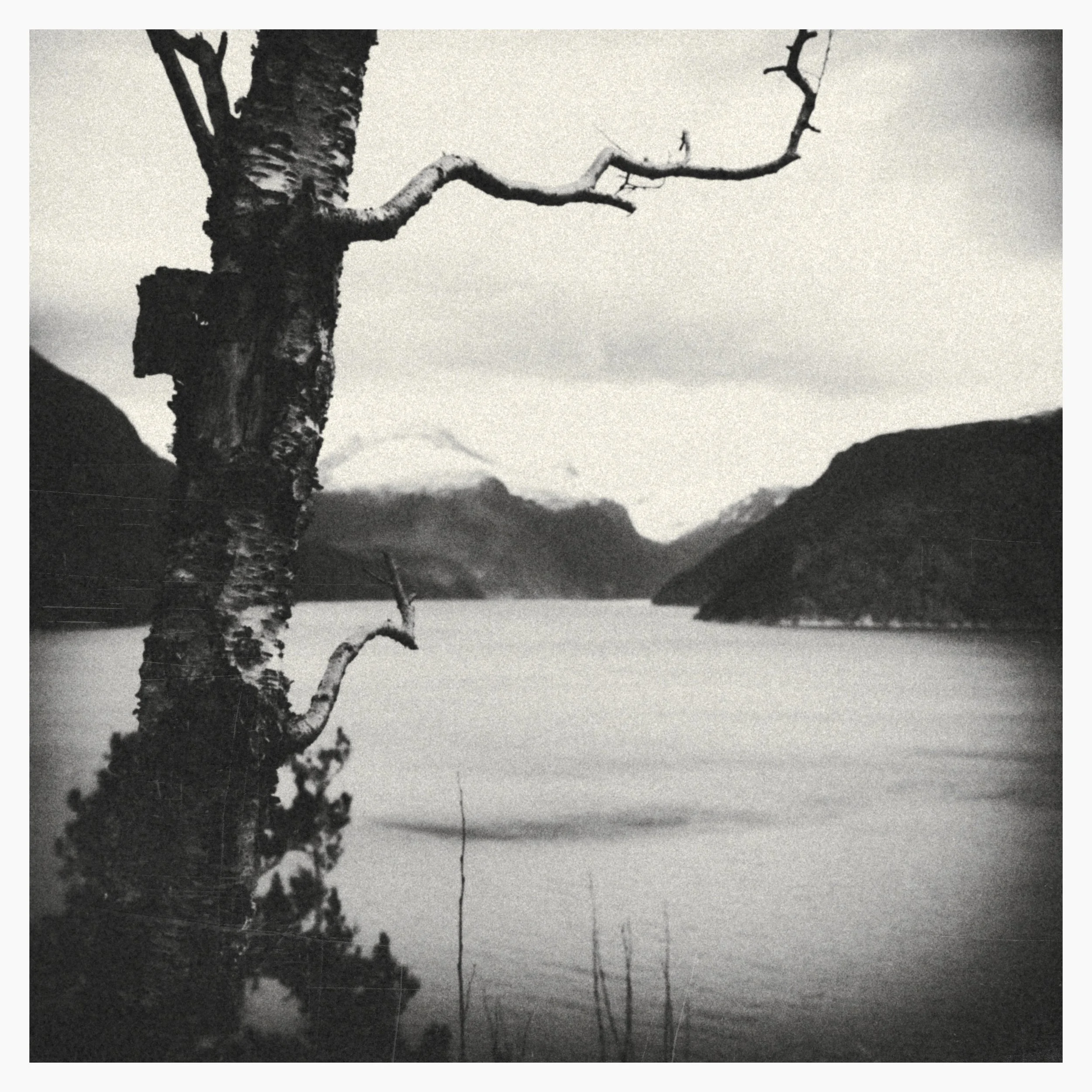 Norway-Tree-over-Fjord.jpg