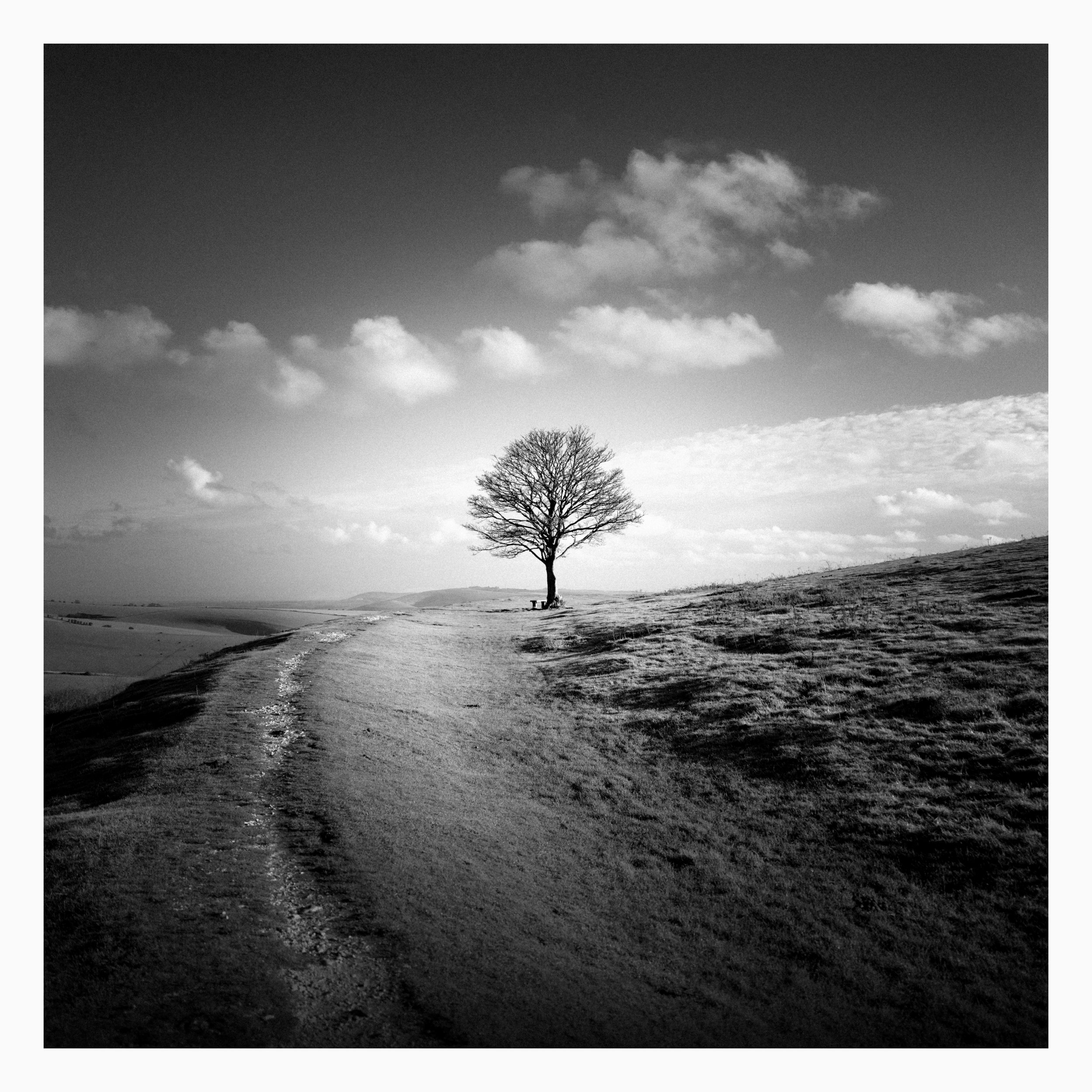 South-downs-path-to-tree.jpg