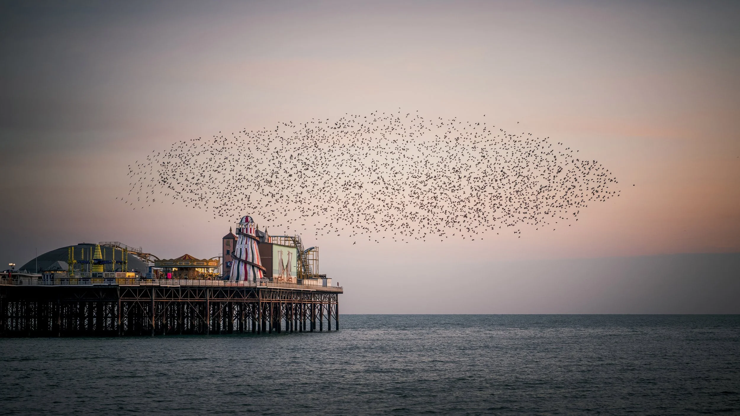 Murmeration Z8 colour.jpg