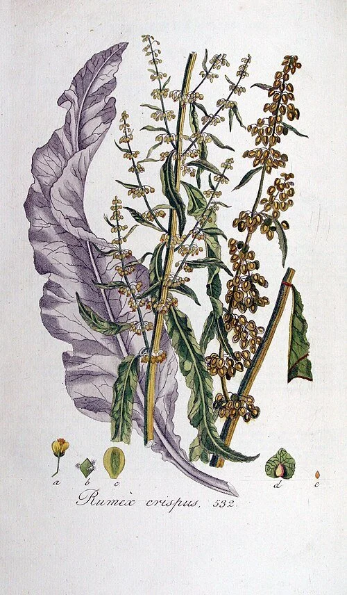Yellow Dock, or Rumex crispus, is illustrated in detail on white parchment. The art includes the stem, leaves and flowers, along with smaller illustrations of the seeds and blooms.
