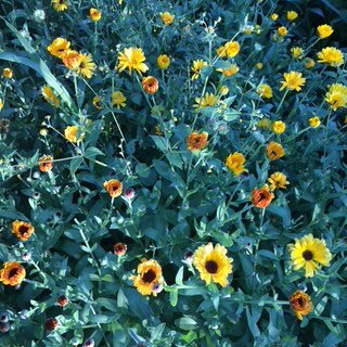 Spring ‘26 Seed Swap