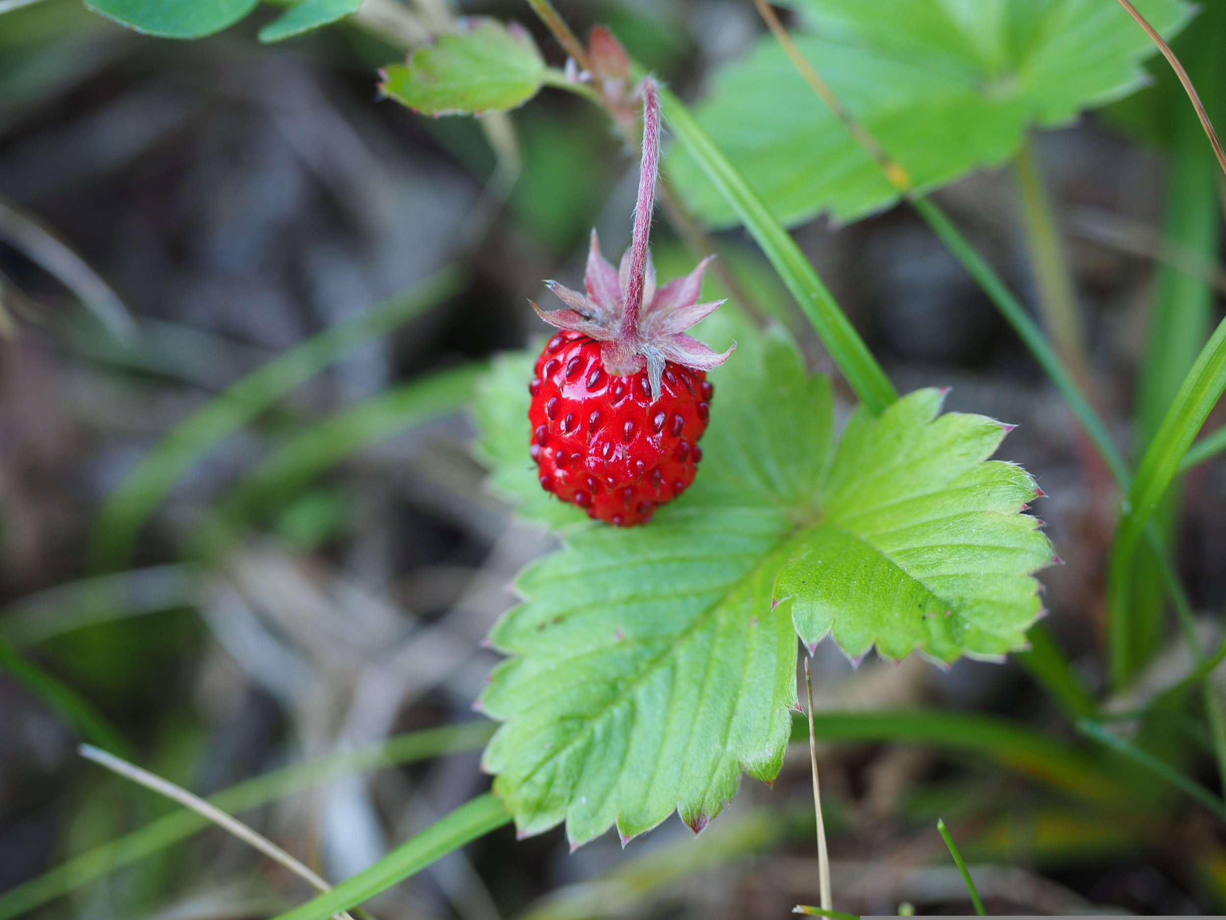 Owego Strawberry Festival
