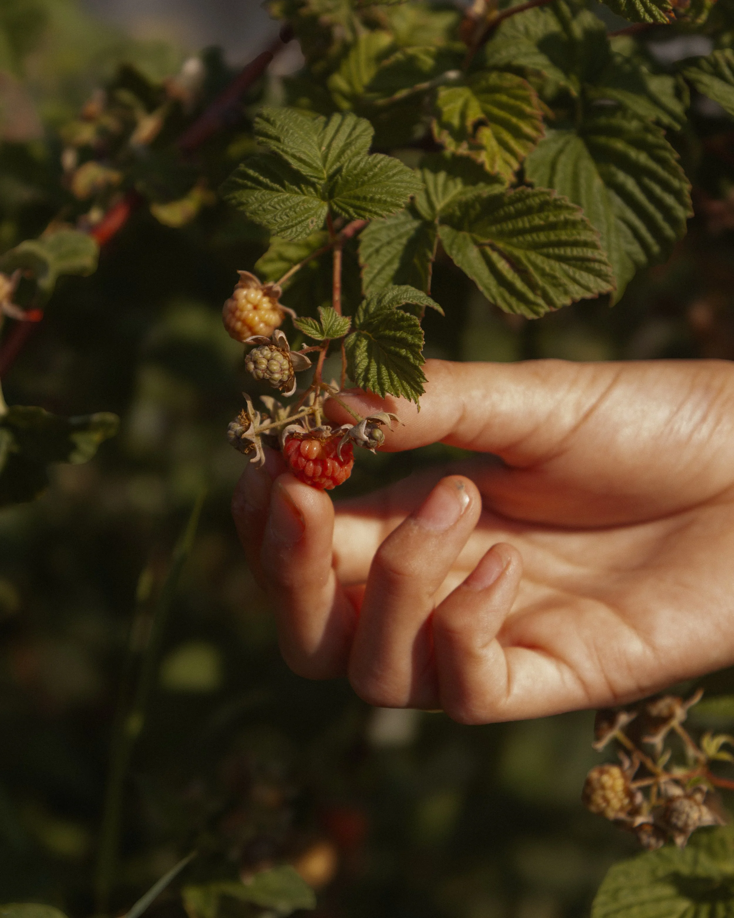bykate_graze_morninggarden_0826_003.jpg