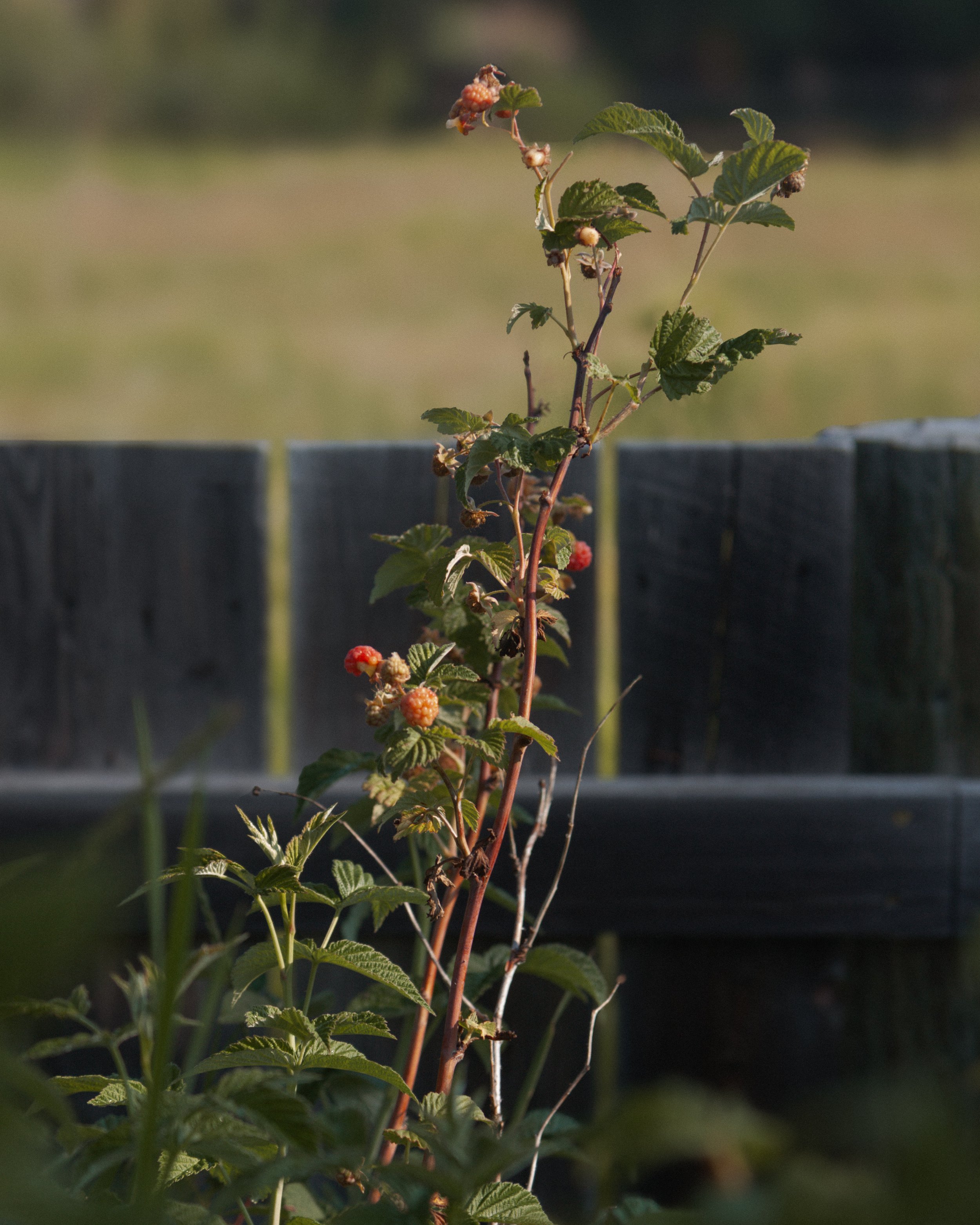 bykate_graze_morninggarden_0826_006.jpg