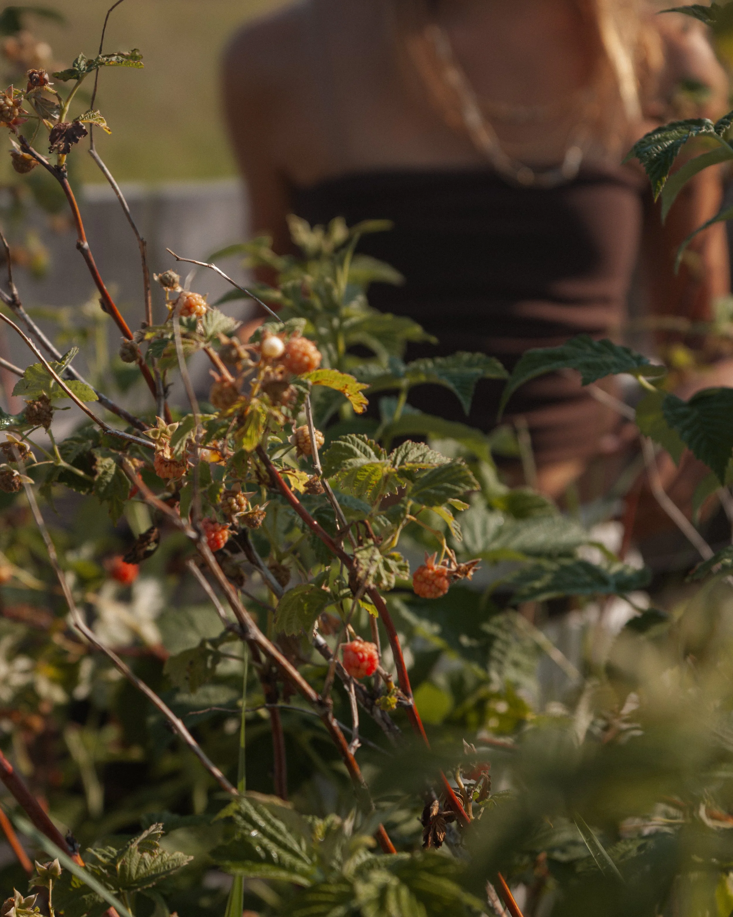 bykate_graze_morninggarden_0826_005.jpg