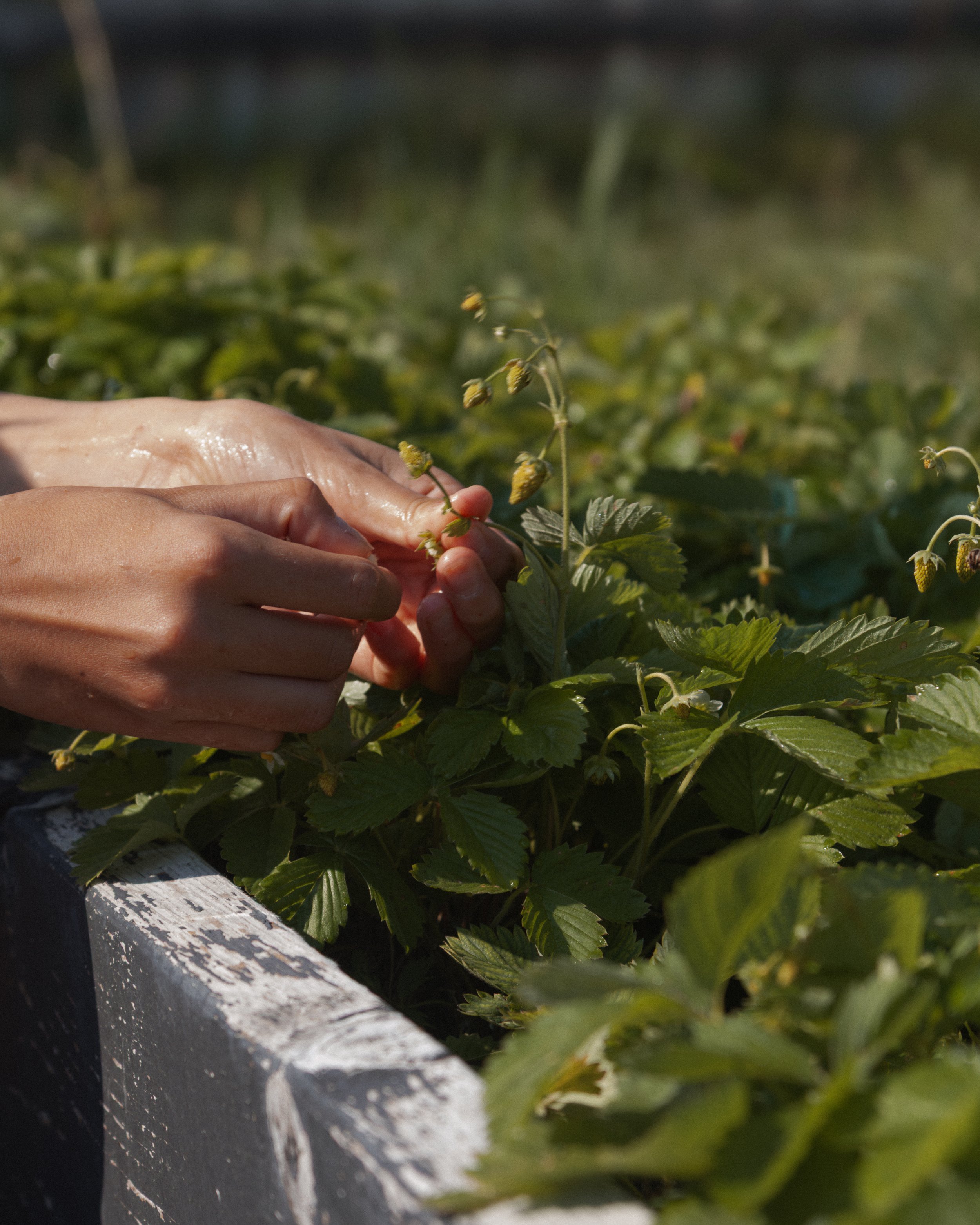 bykate_graze_morninggarden_0826_014.jpg