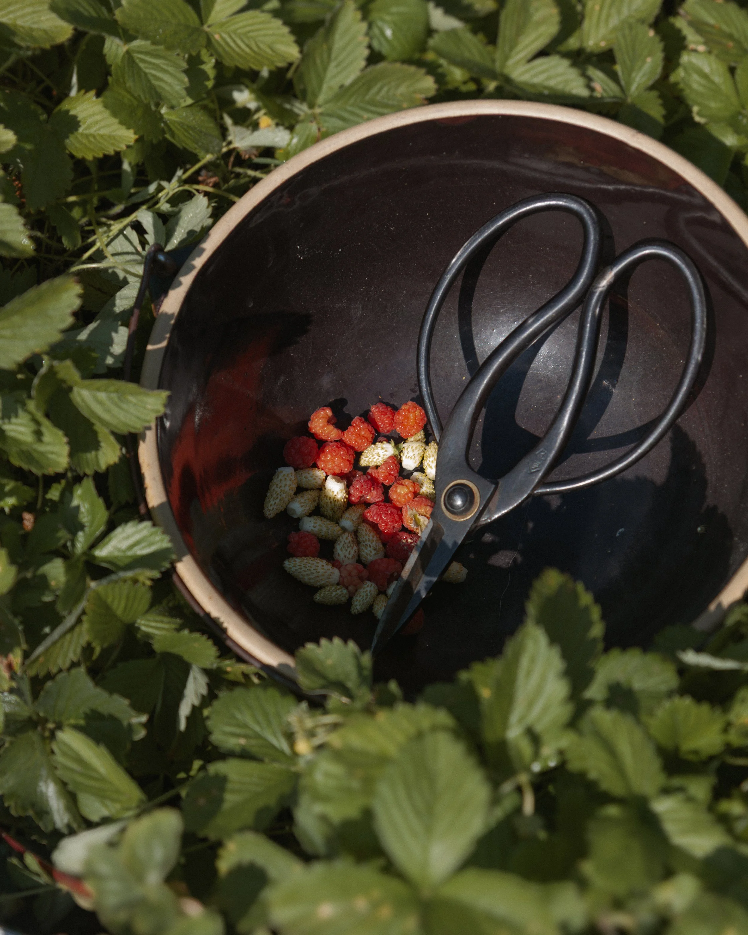 bykate_graze_morninggarden_0826_008.jpg