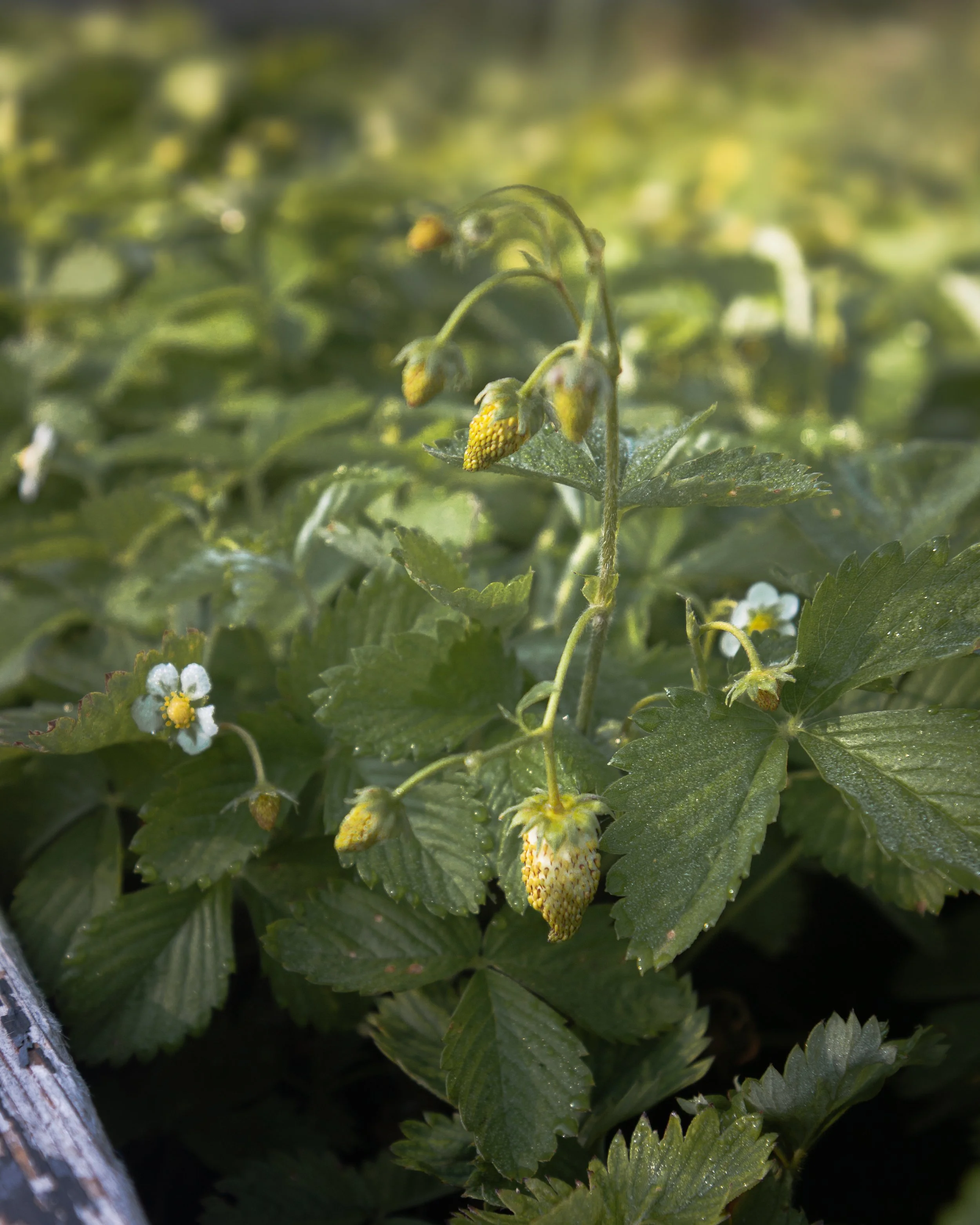 bykate_graze_morninggarden_0826_018.jpg