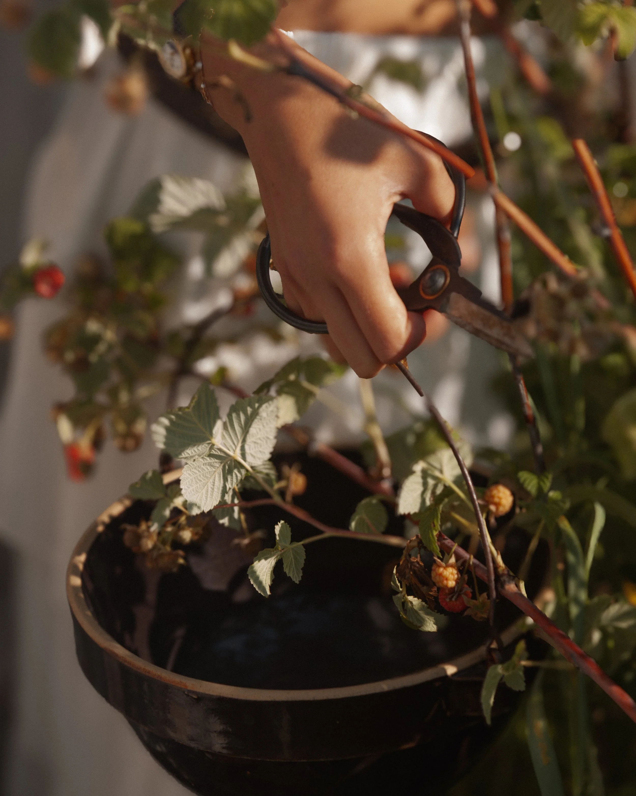 bykate_graze_morninggarden_0826_004.jpg