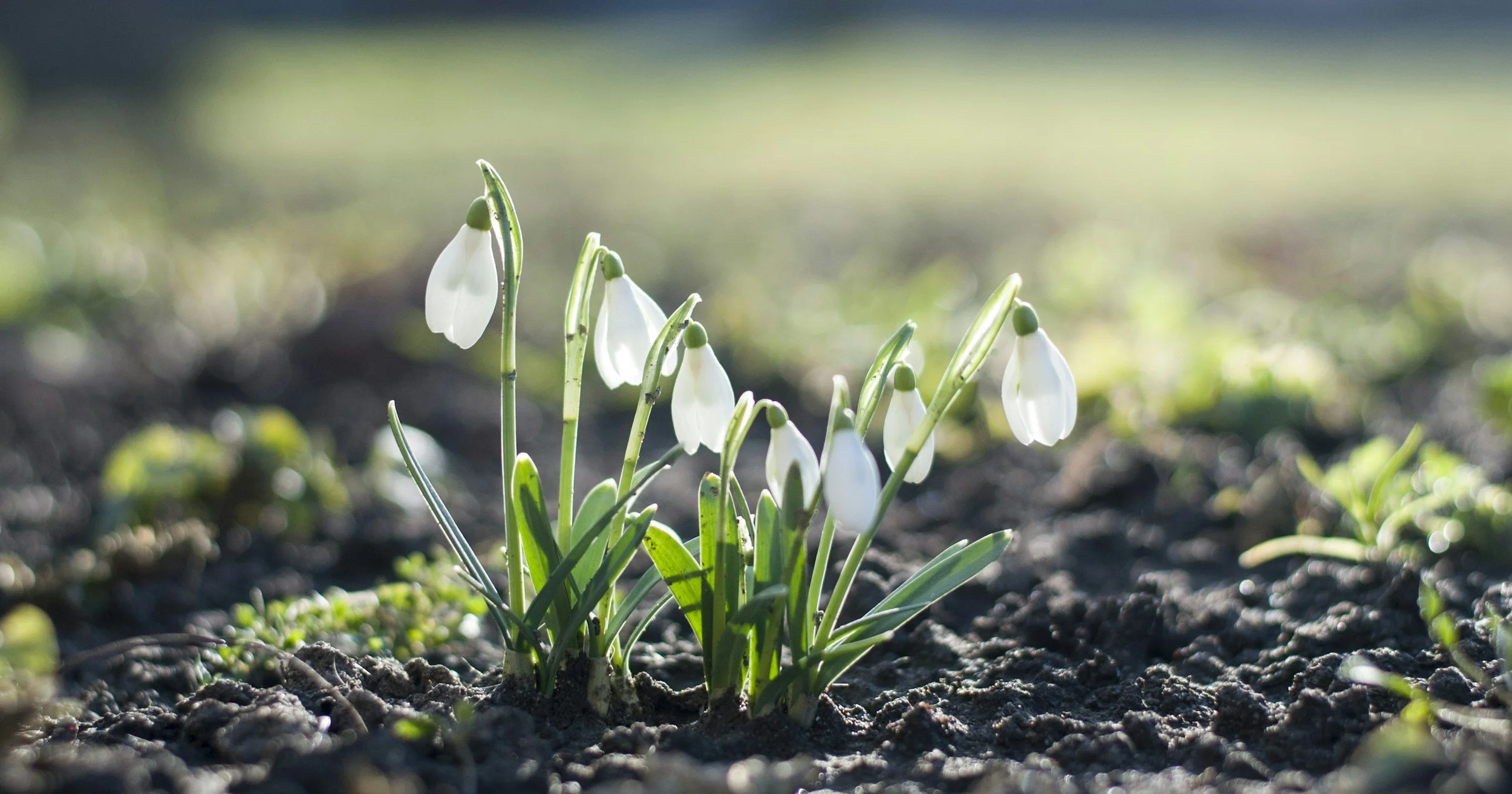 Snowdrops and sprintime - the best time to set out your writing plans for the rest of the year...