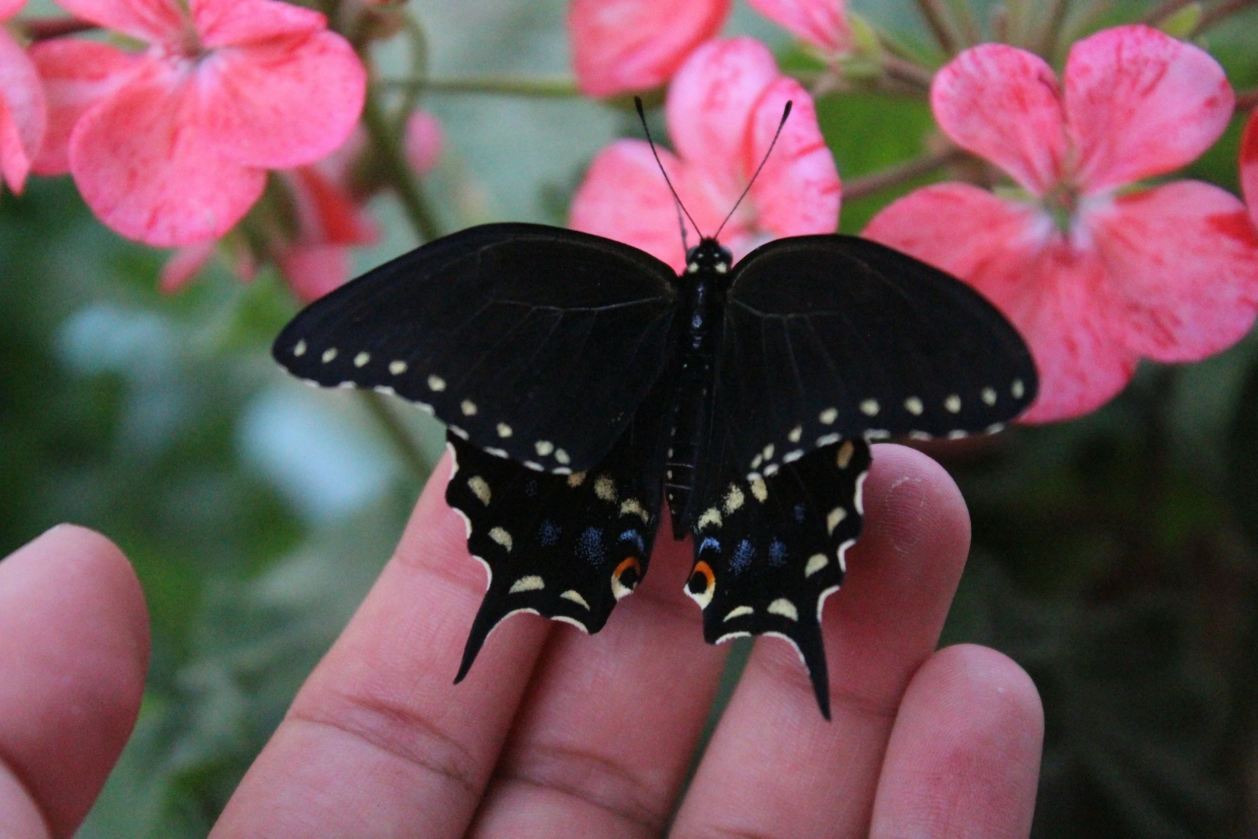 Capturing ideas sometimes means holding yourself open and letting them come to y